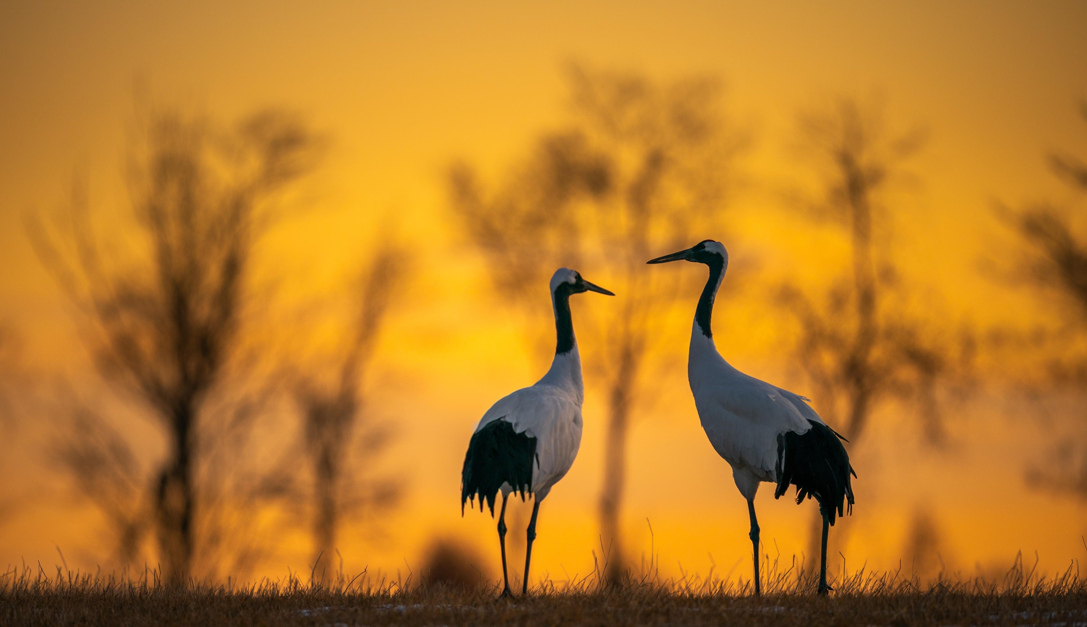 Keoladeo Bird Park Tour with one way transfer Jaipur to Agra