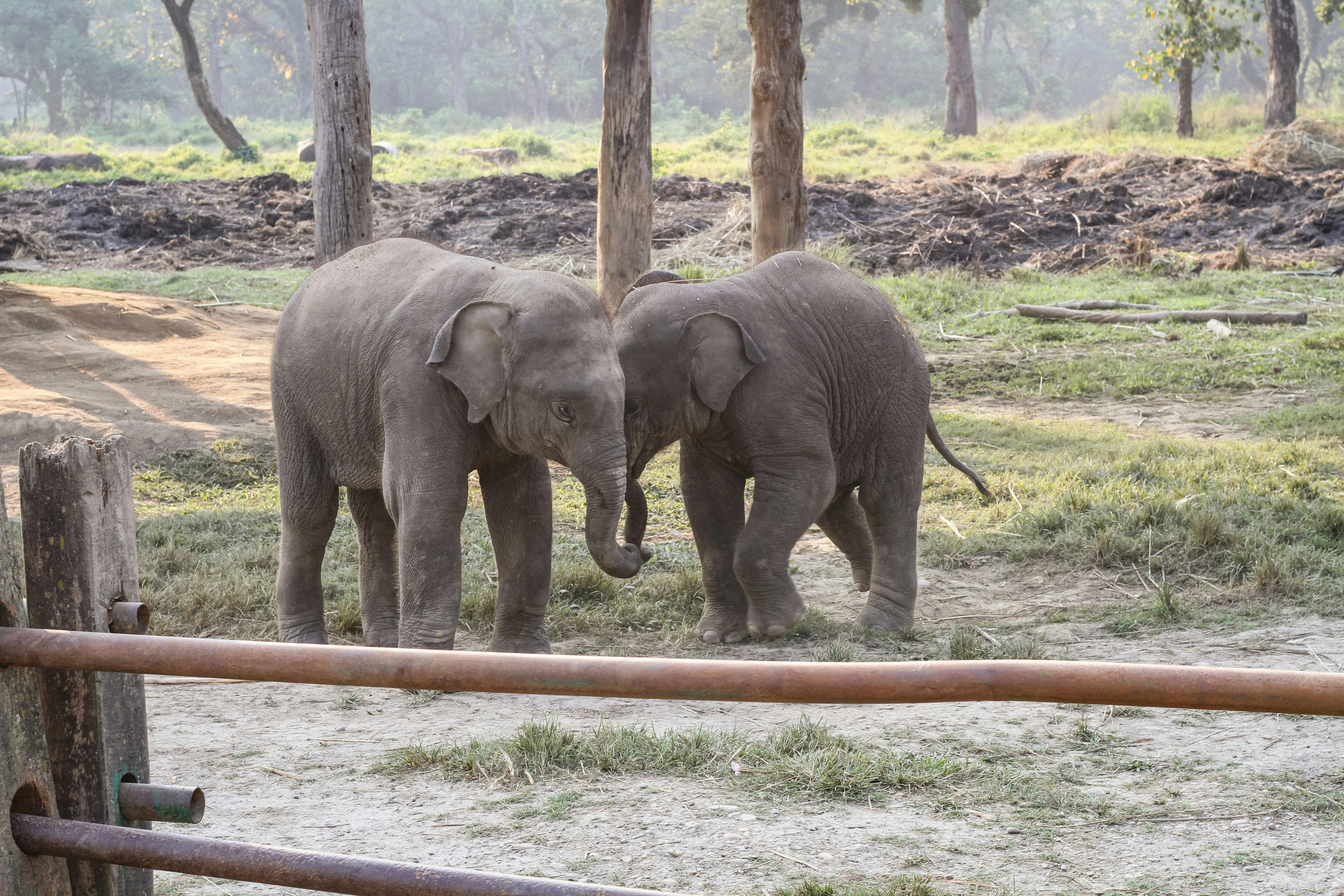 Hidden Chitwan: Machan Camping & Wildlife Adventure 3