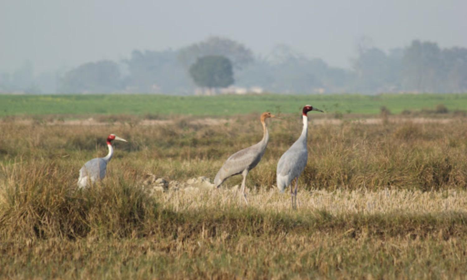 Lumbini: Crane Spotting/ Watching Tour 2