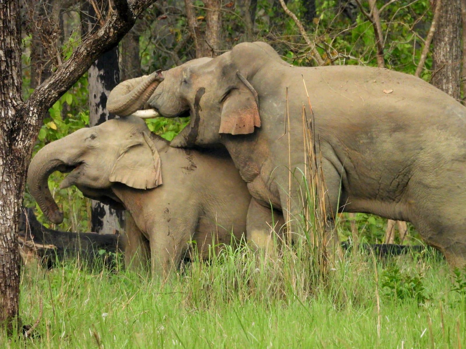 Kathmandu: 7-D Bardiya Tiger Tracking with Naturalist Guide 3