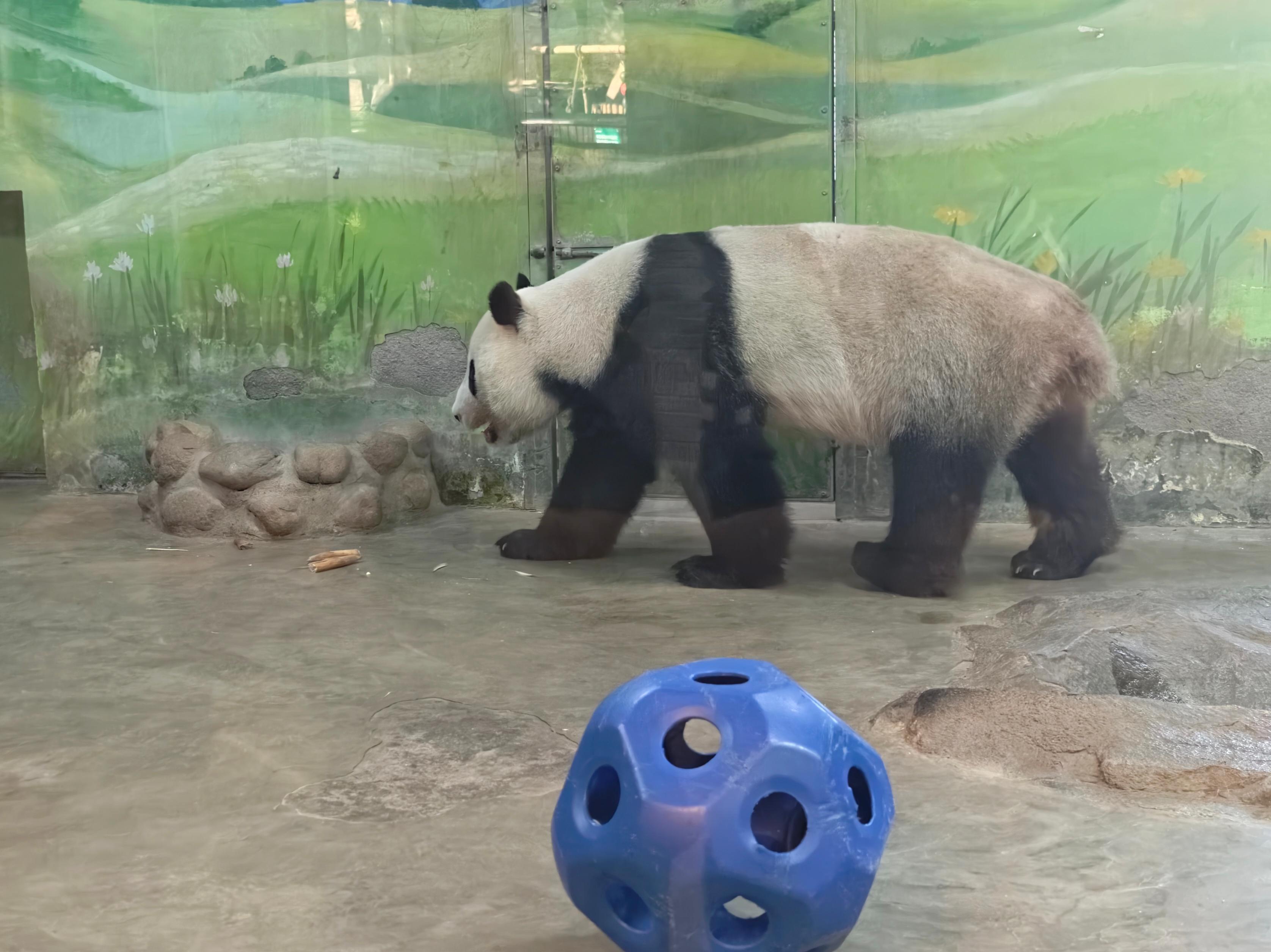 Shanghai Hidden Water Town Temple Snack&Wildlife Park Safari 3