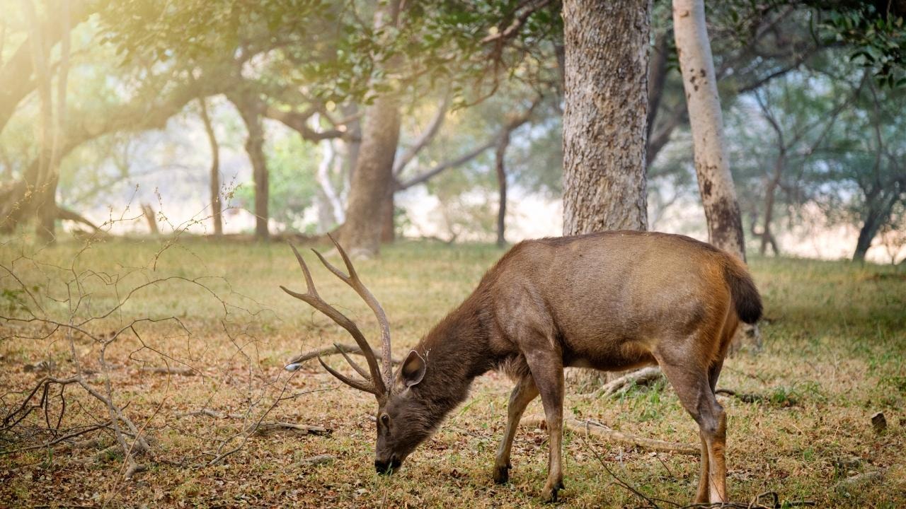Jaipur: Sariska Tiger Reserve 1-Night Safari & Transfer 2