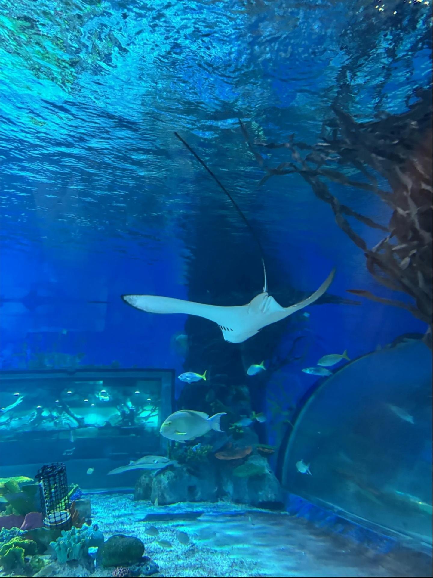 Manila Ocean Park: Tour with an Underwater Tunnel Walk 3