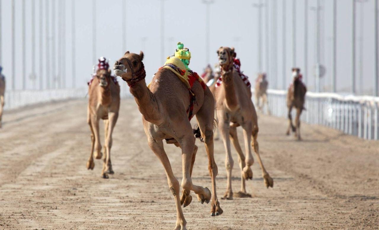 Doha: Camel Race Track and West Coast Private Tour