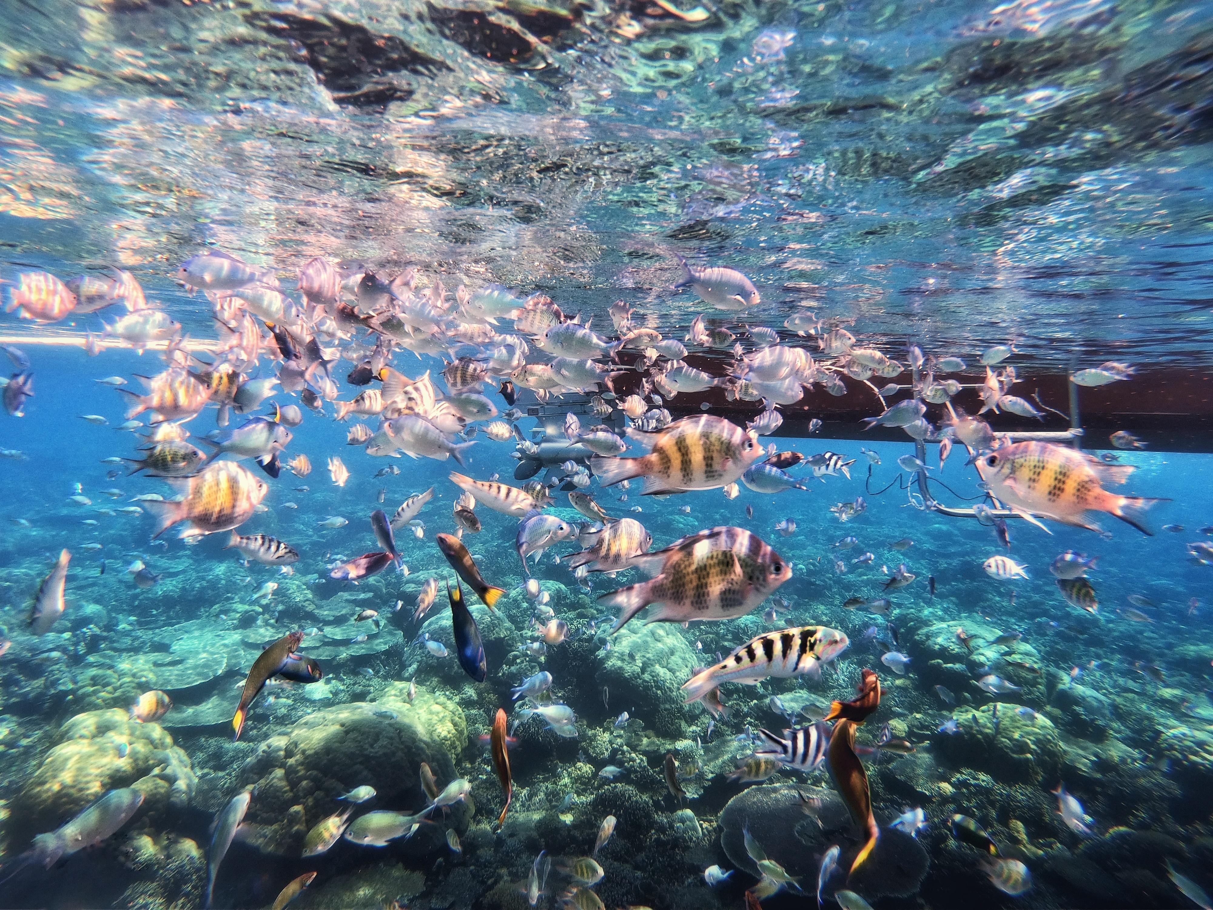 Sabah: Mantanani Island and Wildlife River Cruise Tour 2