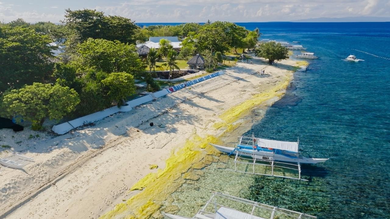 Bohol Dolphin, Balicasag, Pamilacan and Virgin Island Tour 3