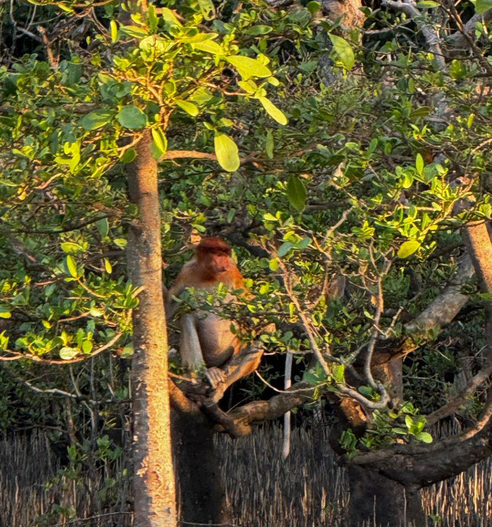 Kuching Mangrove Wildlife and Fireflies 3