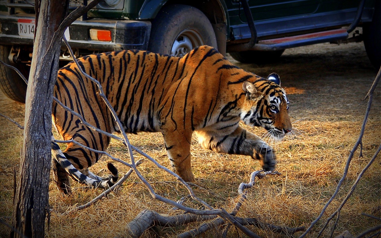 7 days india Taj Mahal tour with ranthambore tiger safari