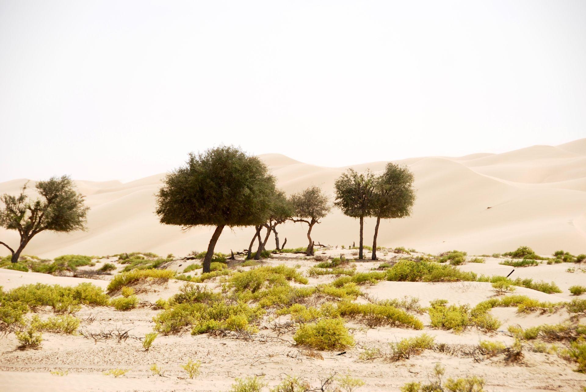 Muscat: Wahiba Sands Dunes & Wadi Bani Khalid Swim Day 3