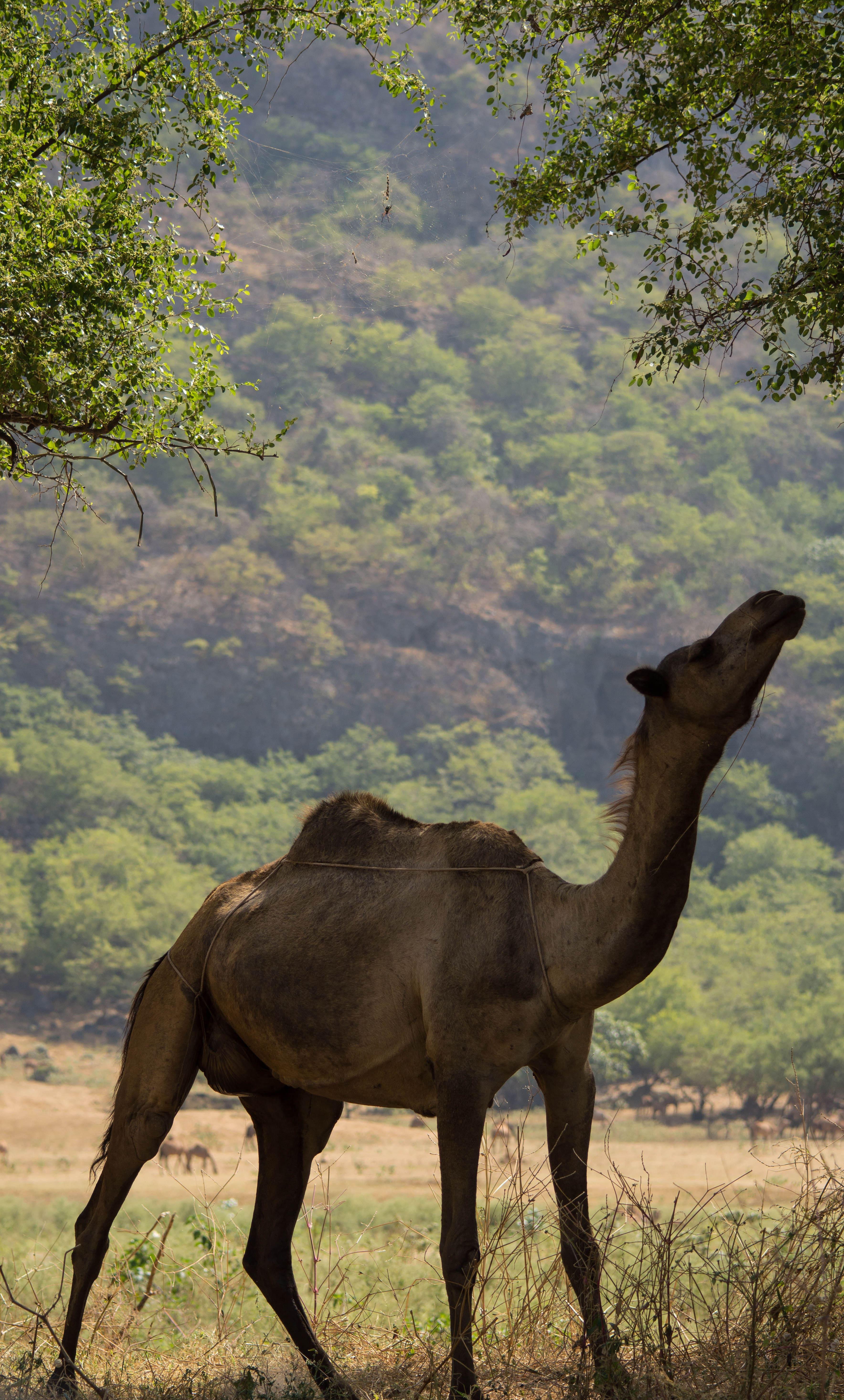 Full-Day Khareef Experience: Wadi Darbat & Salalah Mountains — guided tour in Mirbat