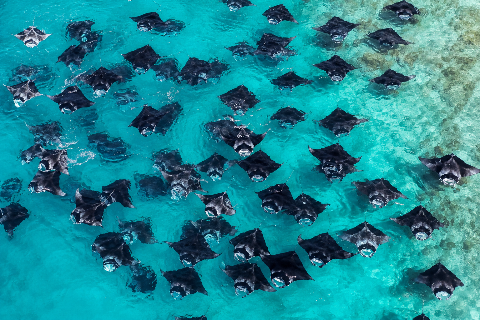 Male: UNESCO Hanifaru Bay, Mantas, Reefs & Dolphins