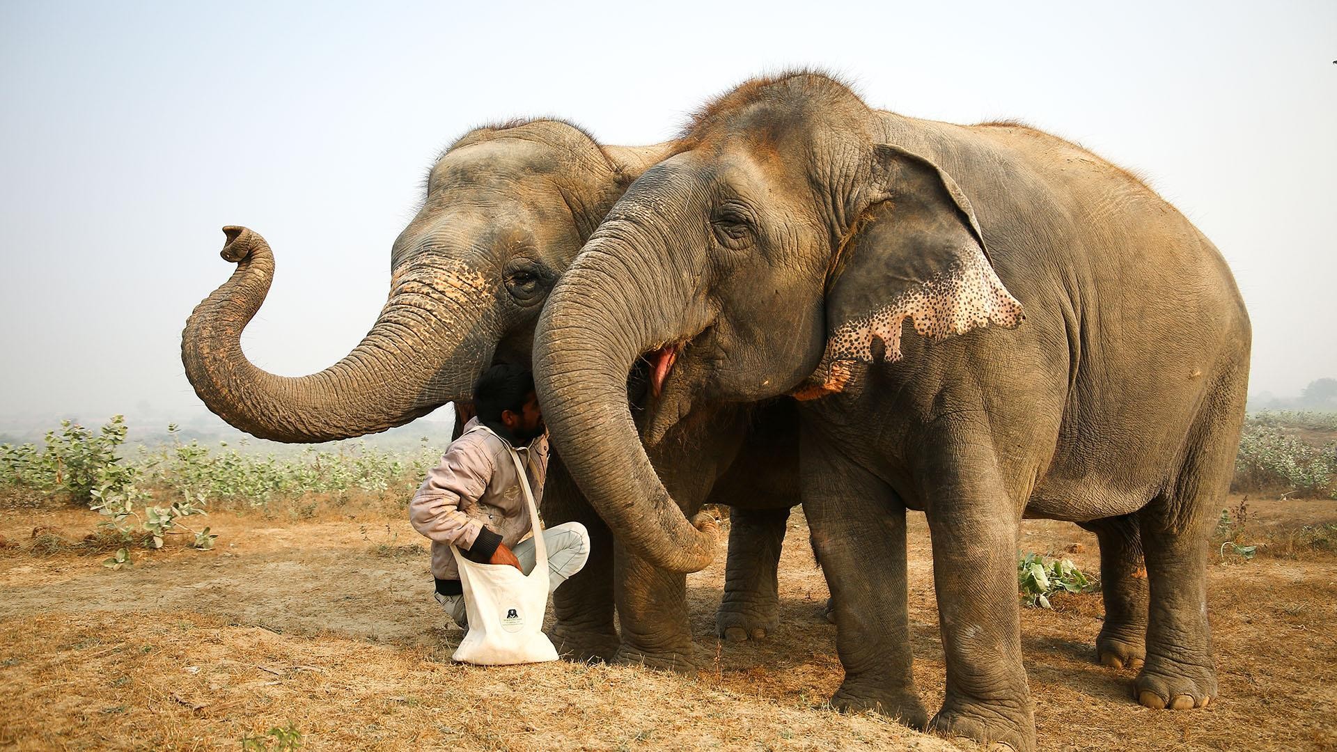 From Delhi: Taj Mahal, Fort Tour W/ Elephant Conservation
