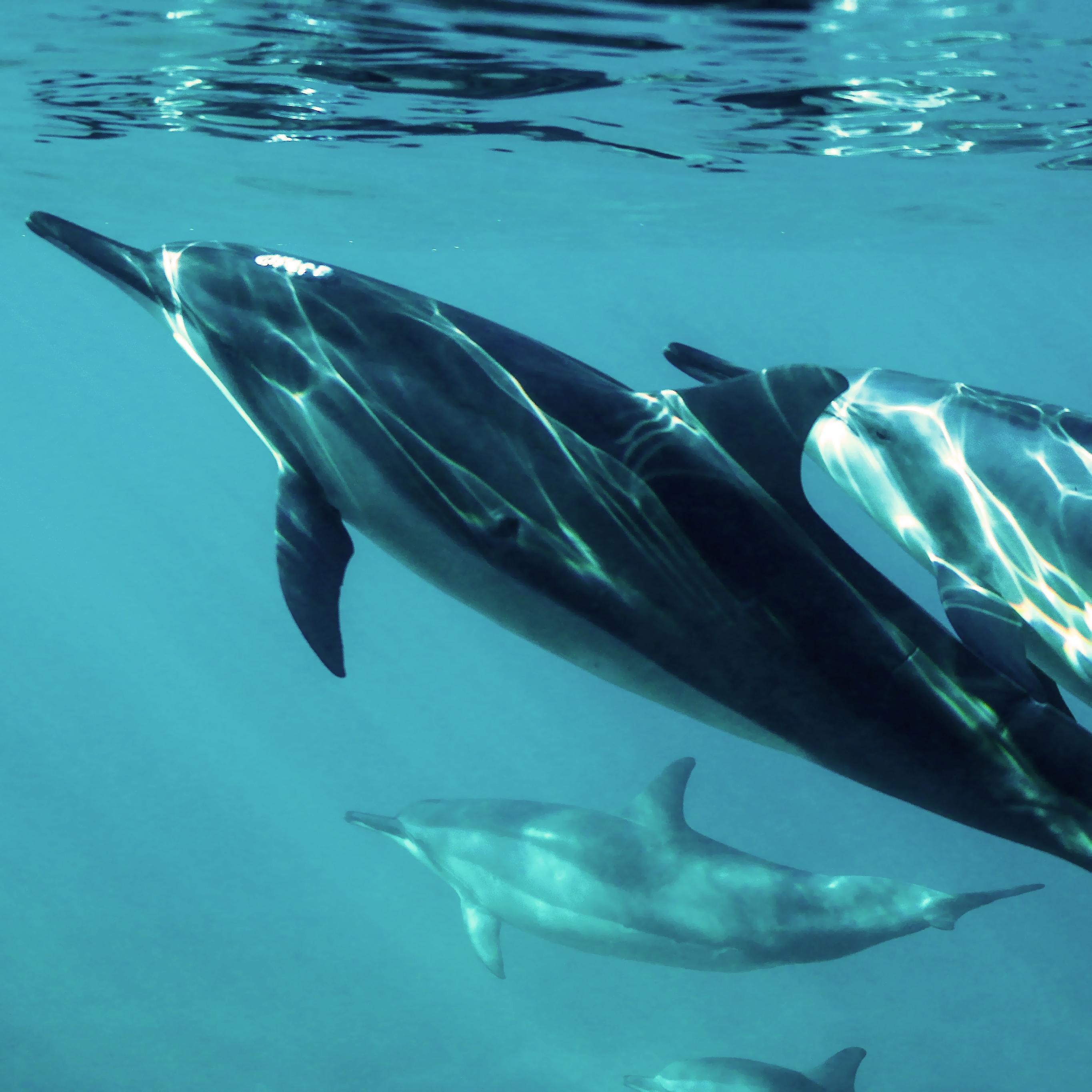 Muscat: Dolphin Watching Boat Tour