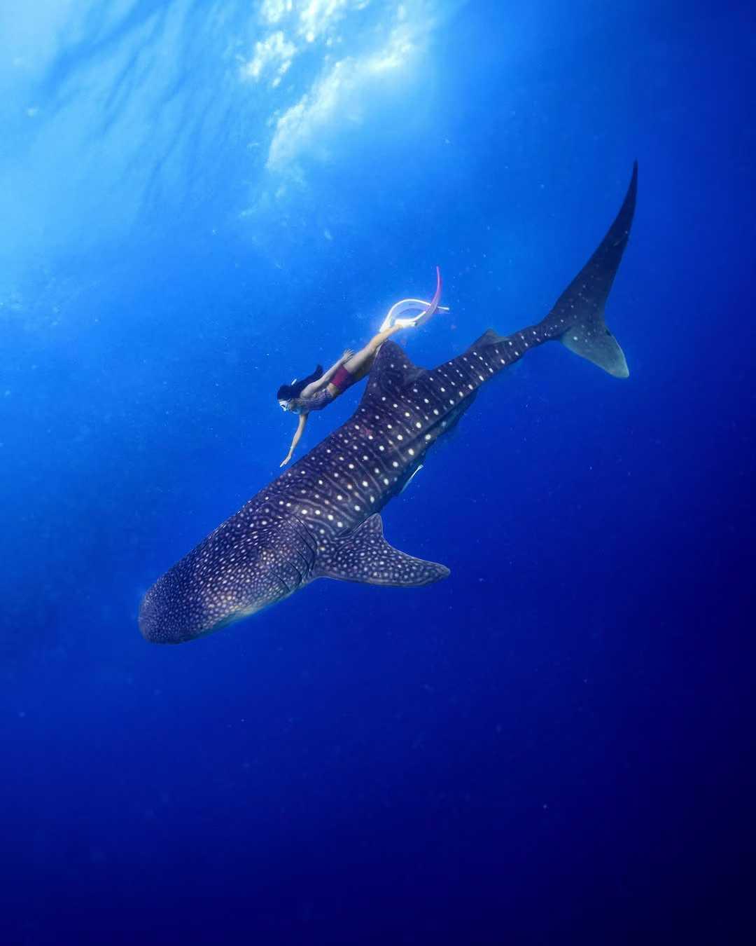 From Panglao: Oslob Whale Shark Snorkeling Day Trip by Ferry