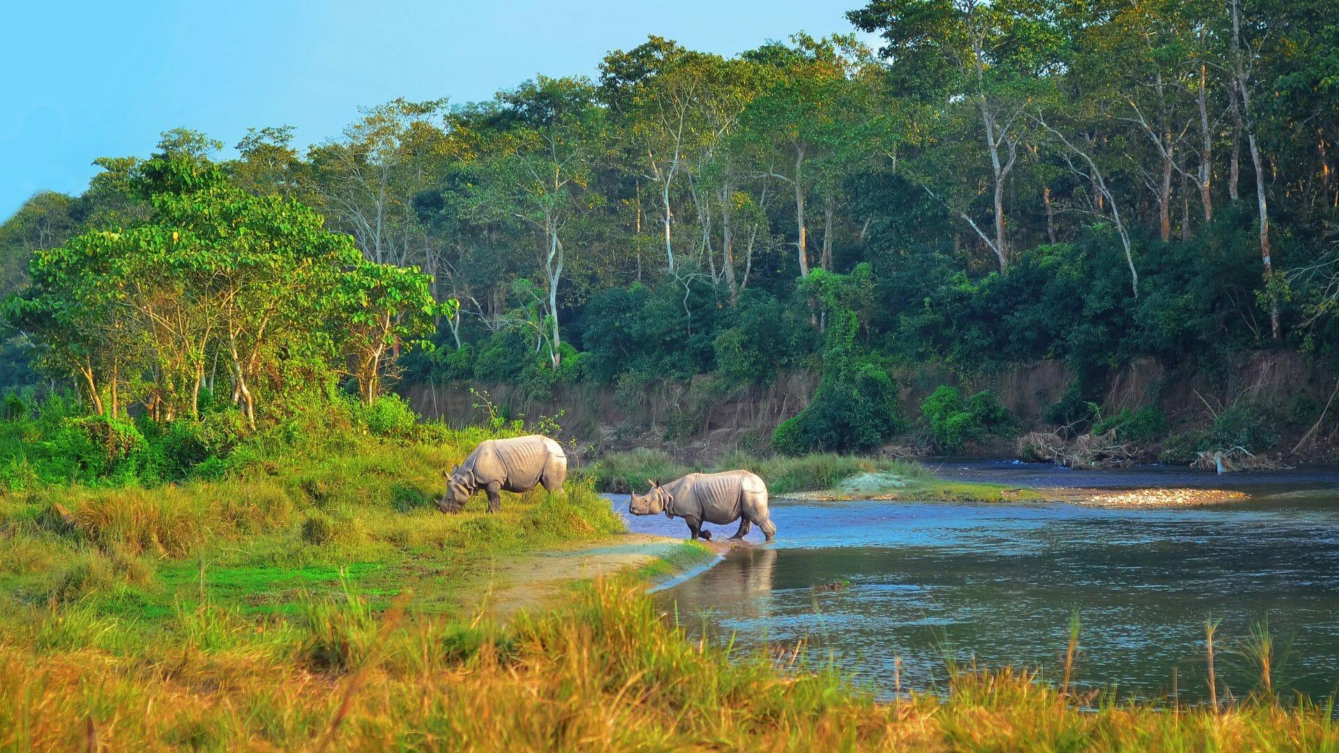 From Kathmandu/Pokhara: 2, 3, or 4-Day Chitwan Jungle Safari
