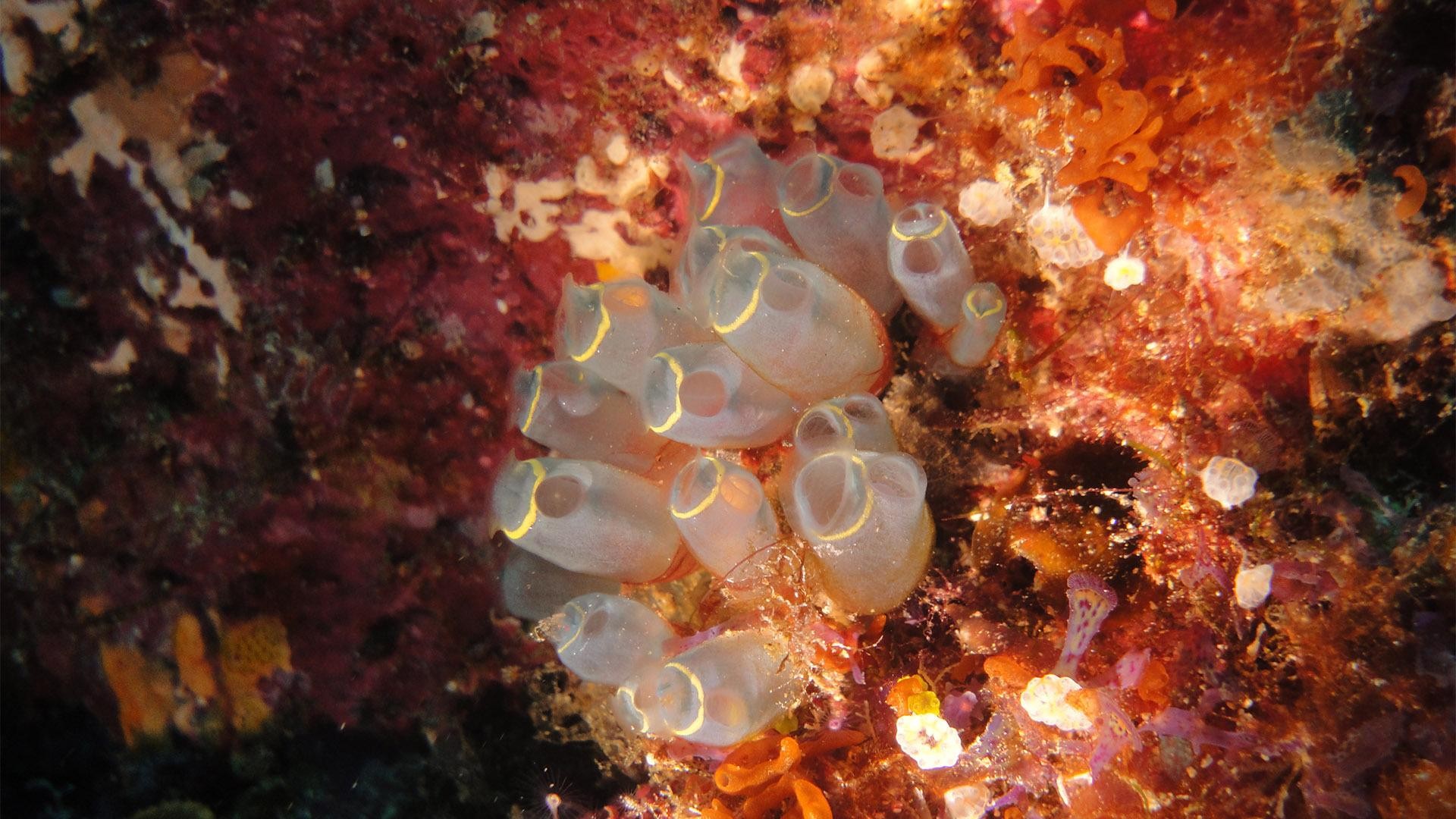 Maldives: Night Dive with Equipment and Guide 2