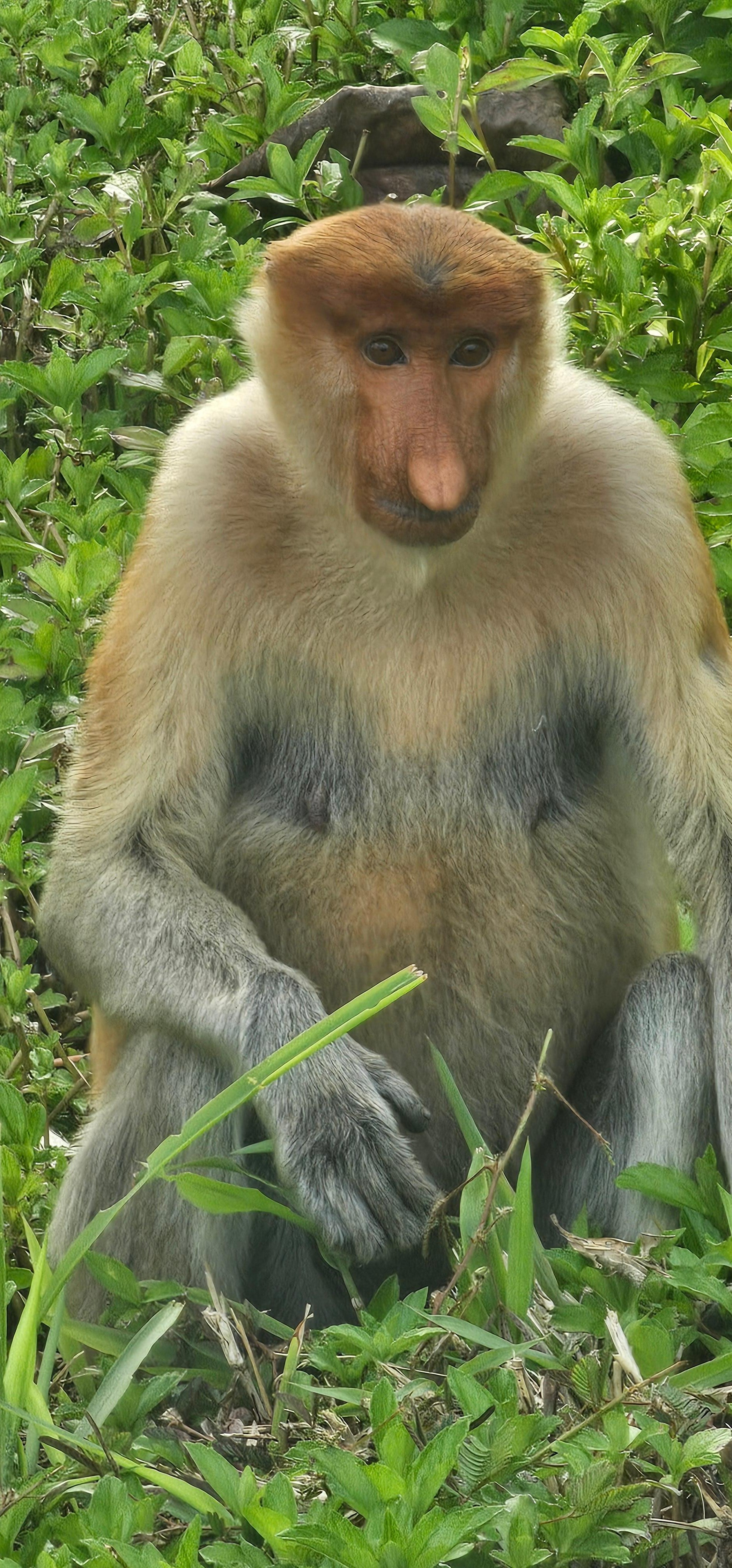 Sepilok Orangutan, Sun Bear & Labuk Bay Full-Day Trip 2