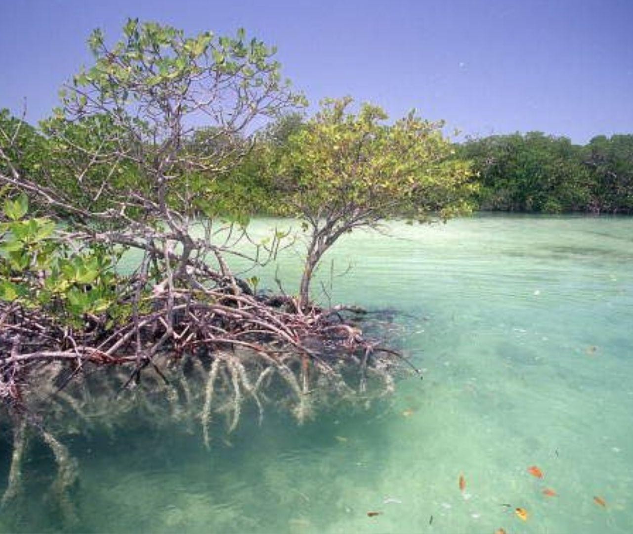 North Qatar: Guided Tour of Mangrove Forest With Kayaking 3