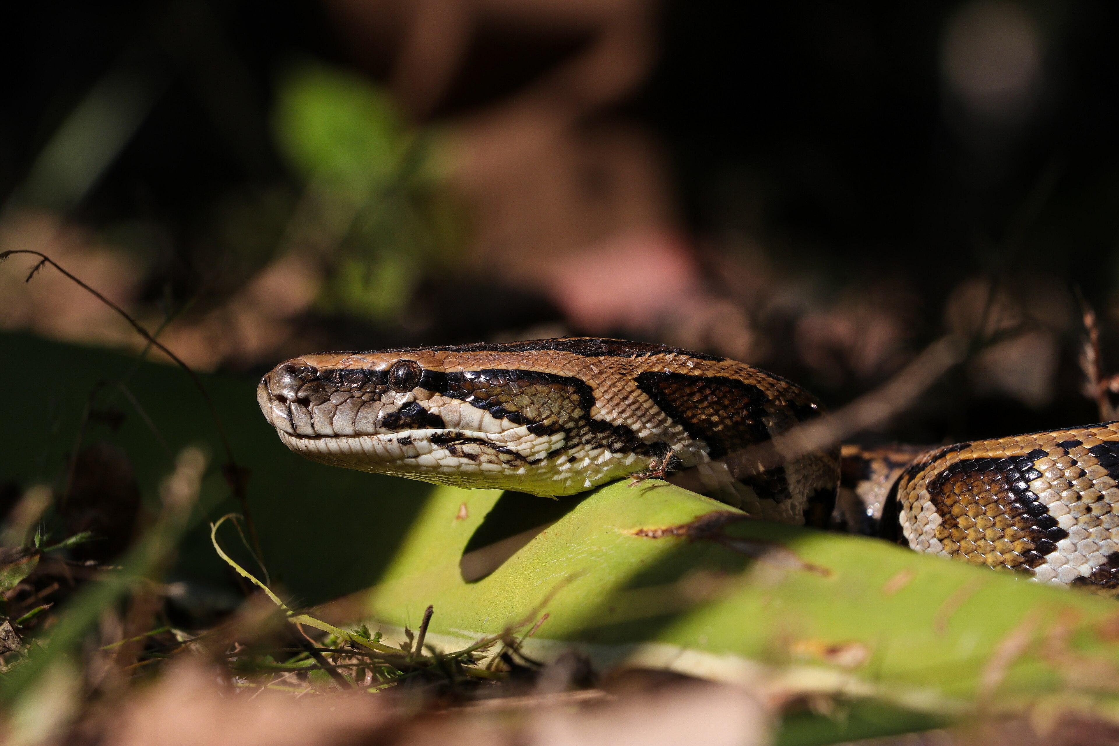 From Kathmandu: 4-Day Shuklaphanta National Park Safari