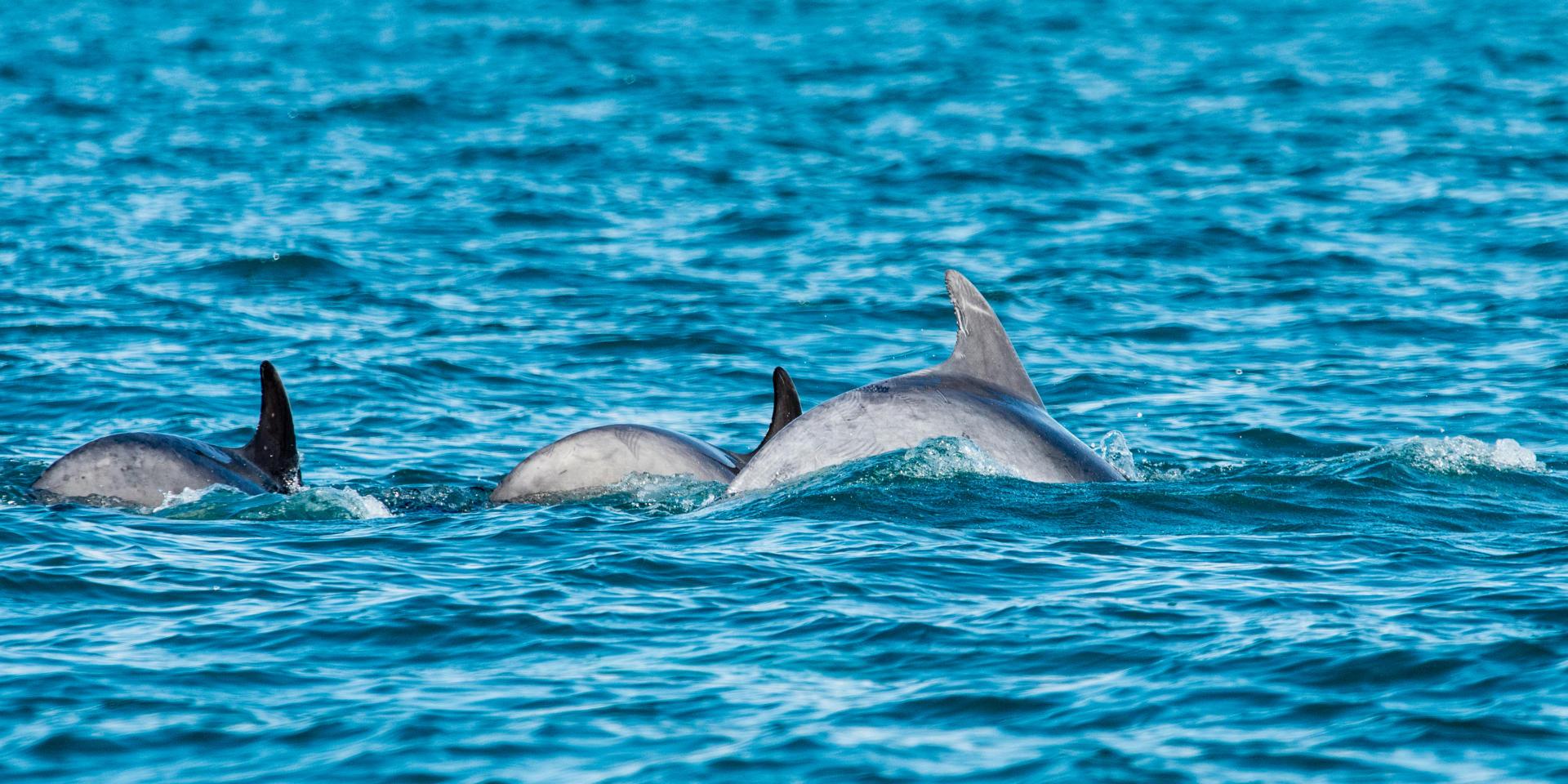 Muscat: Dolphin Watching Boat Amazing Trip