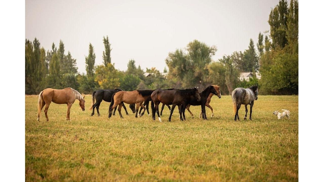 Horse Riding in Tashkent 2