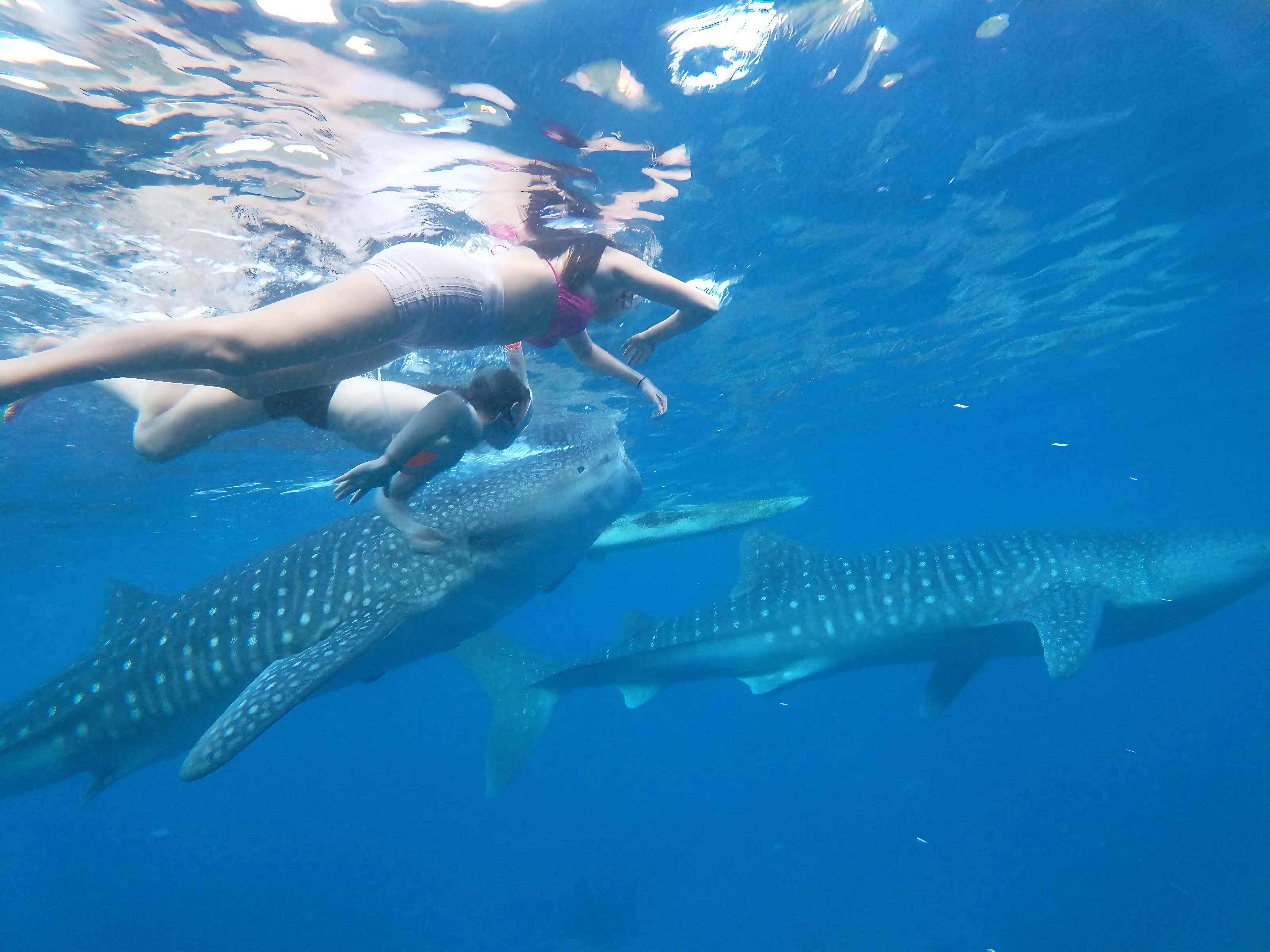 Cebu: Oslob Whale Shark Experience & Kawasan Canyoneering 3