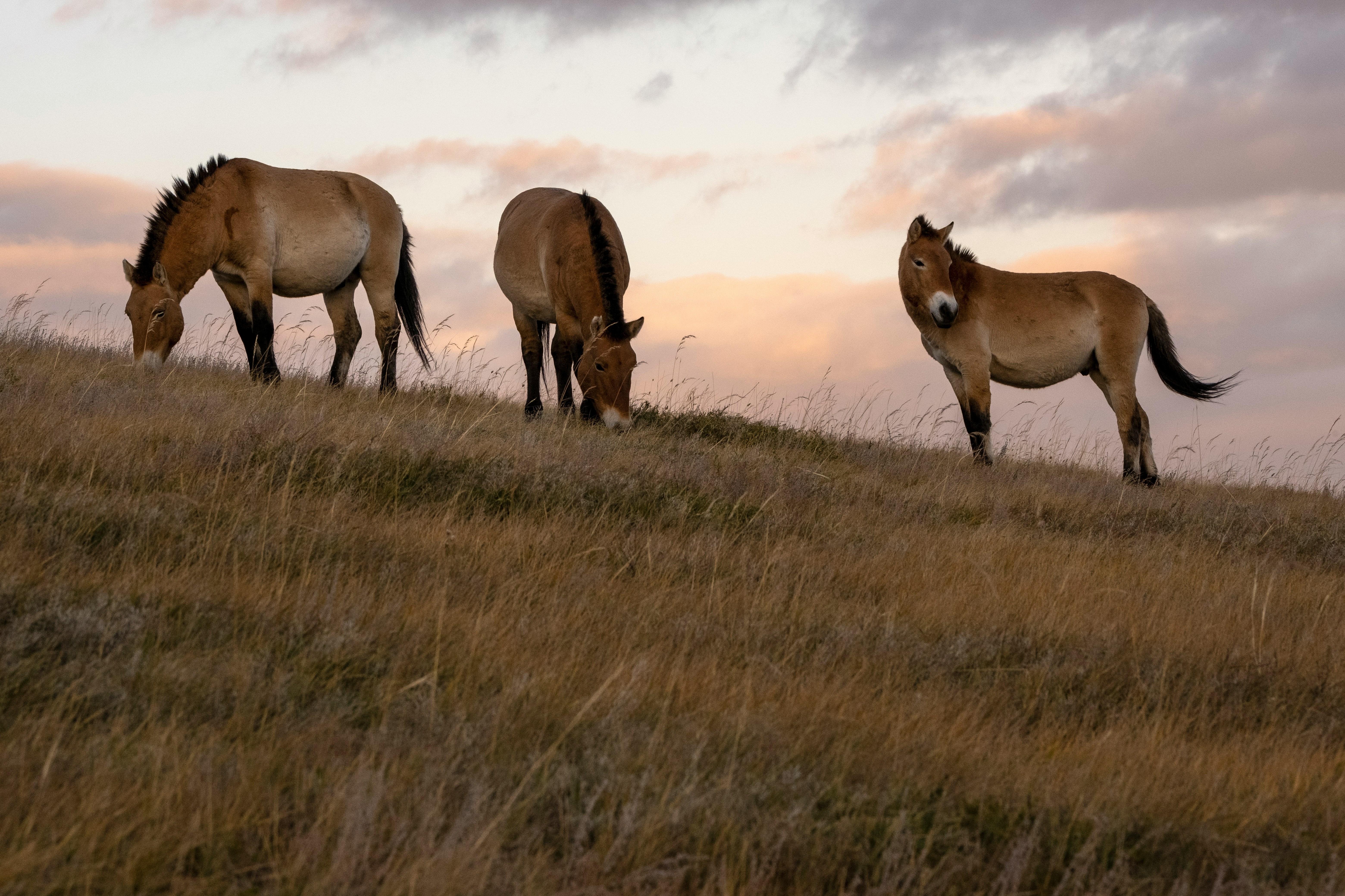 Hustai National Park Wild Horse Sunset Tour 3