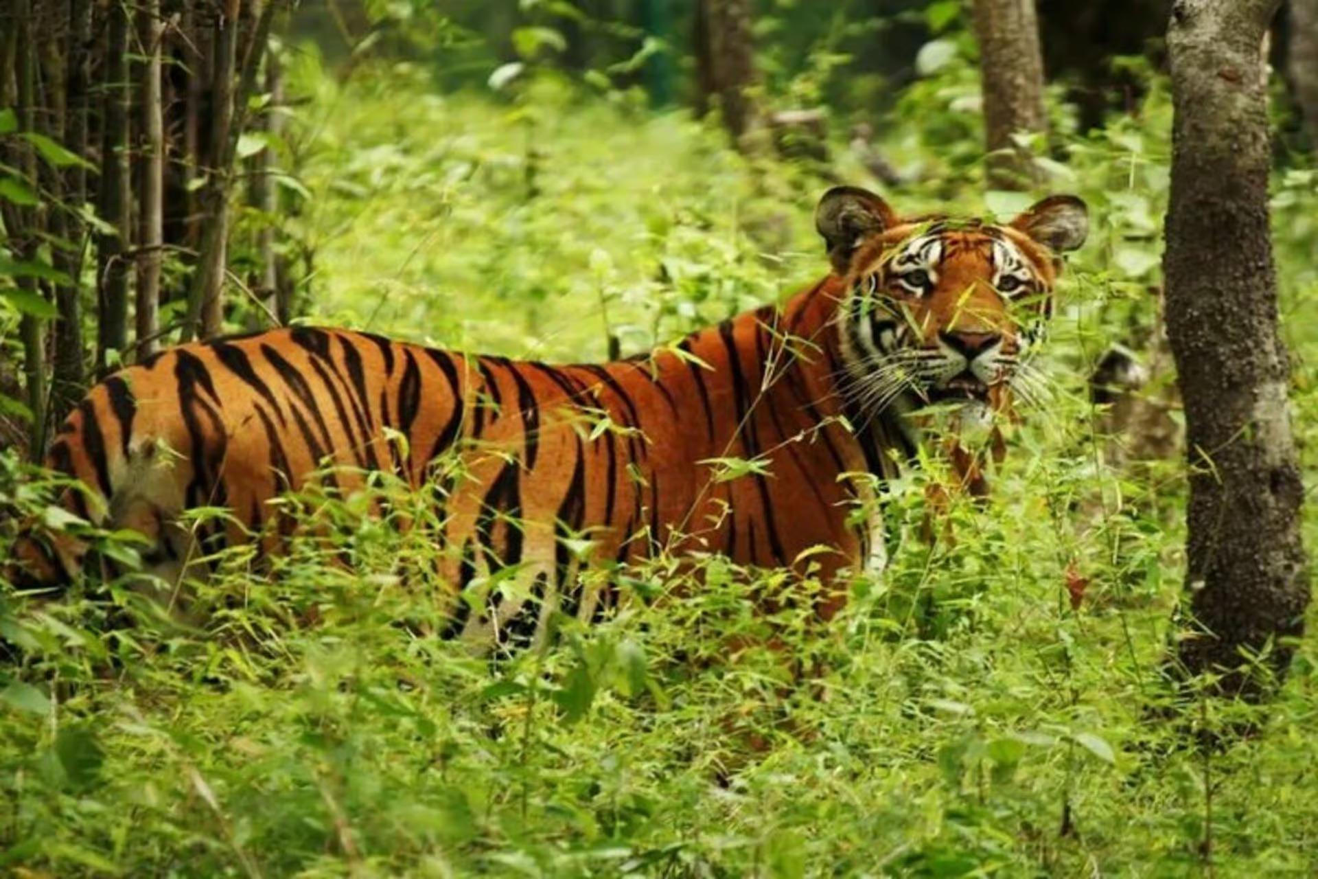 Pkr/Kathmandu: 3-Day Tiger, Rhino, Crocodile, Watching Tour