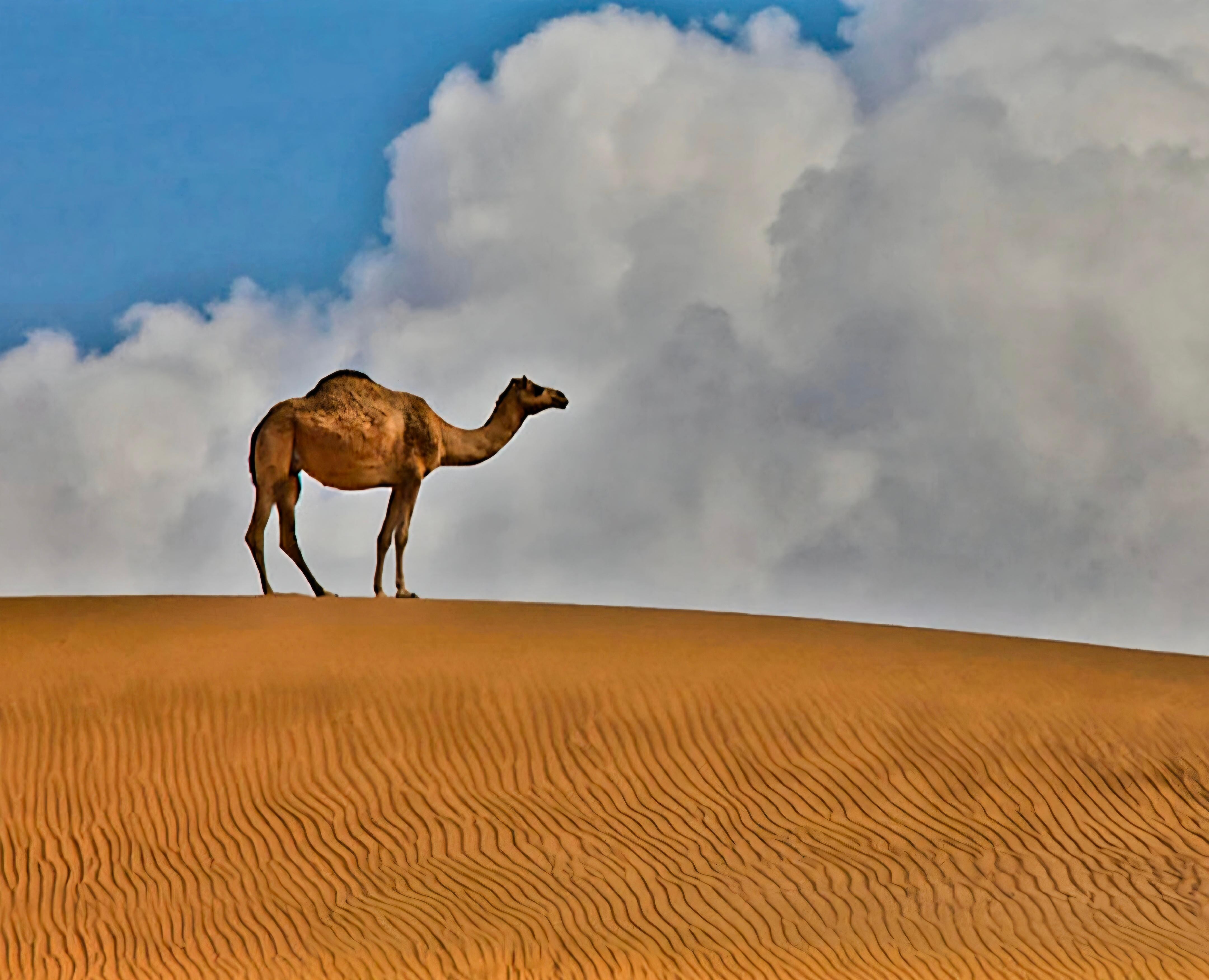 Muscat: Private Family-Friendly Wadi and Desert Day Trip
