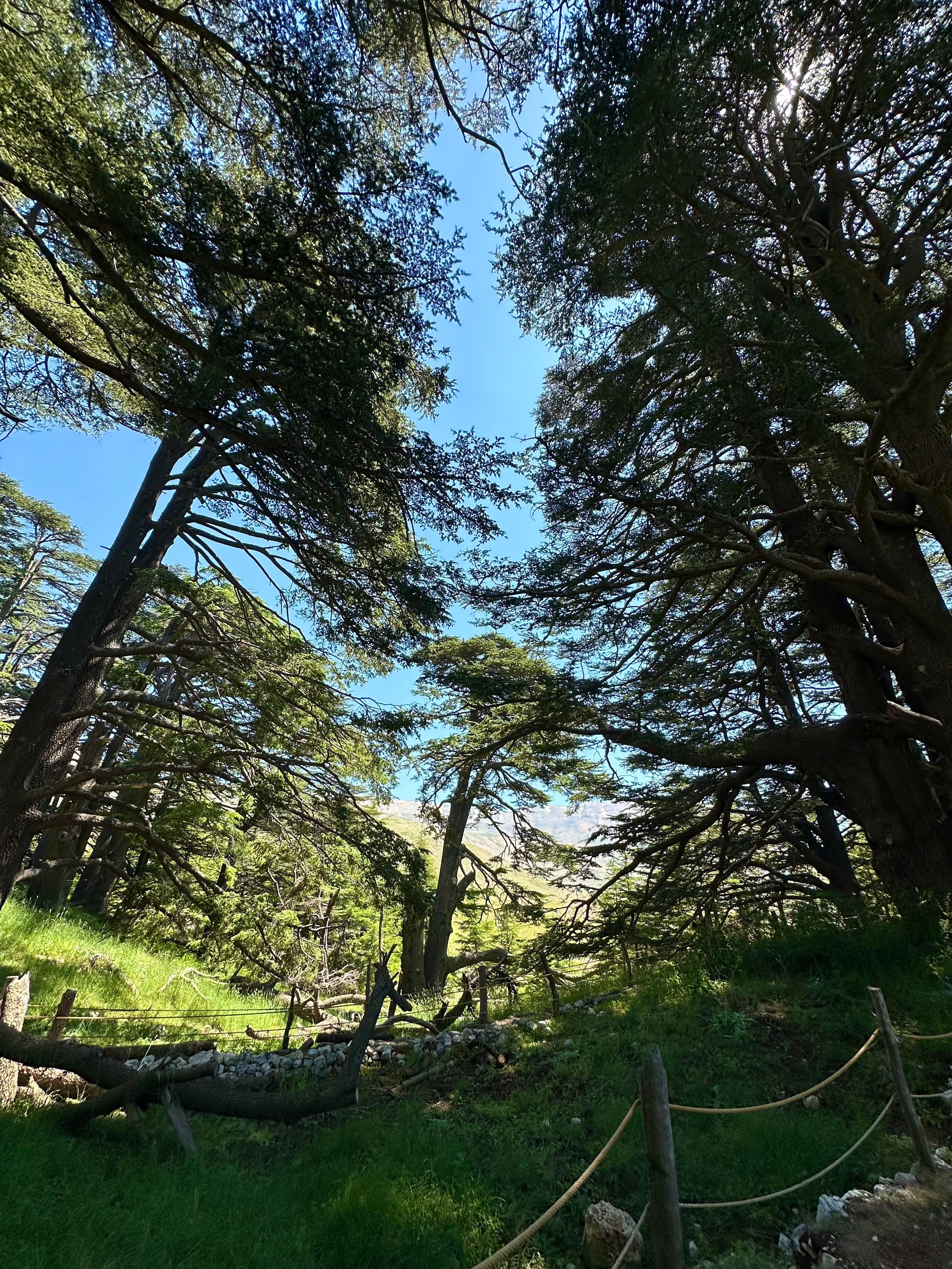 Beirut: Cedars of God, Ehden & Lake Private Tour with Lunch 2