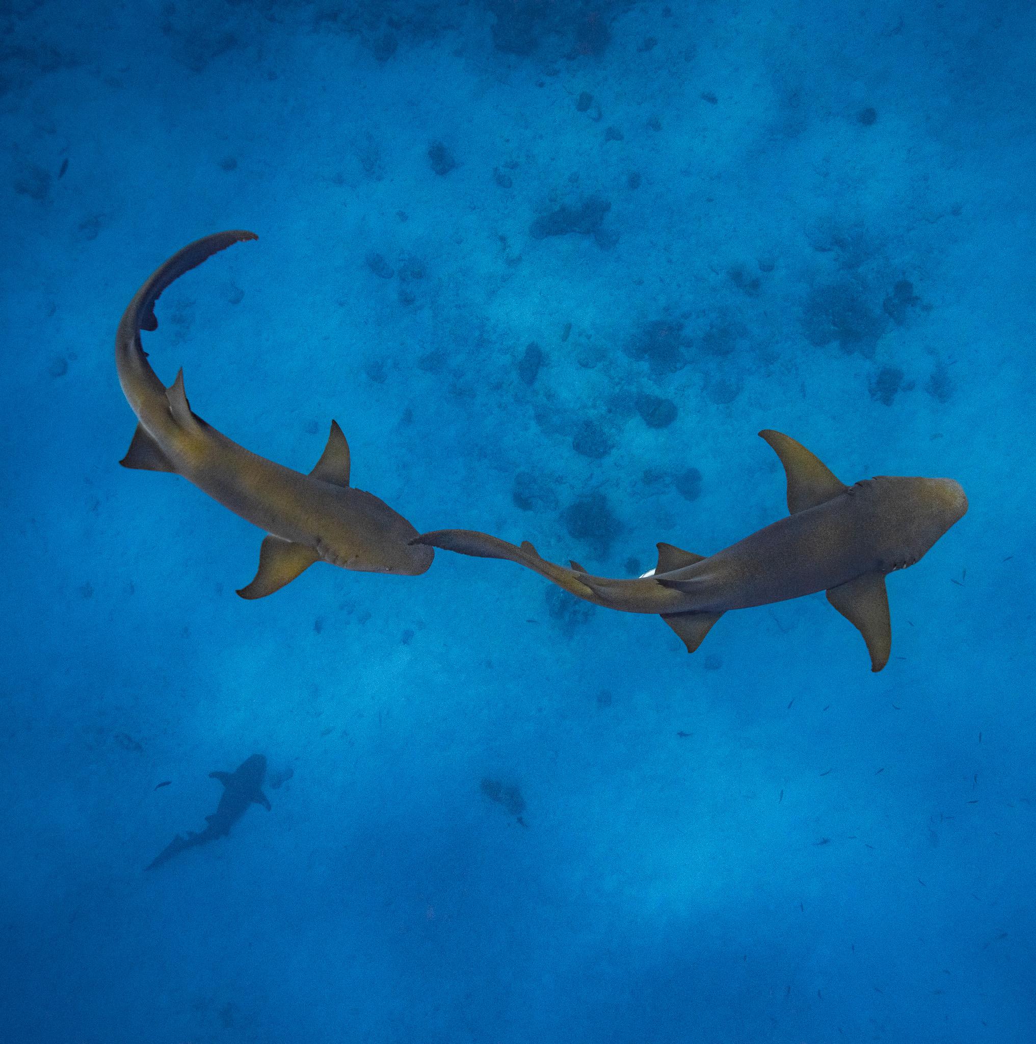 Hulhumale: Snorkeling Experience Nurse Shark 2
