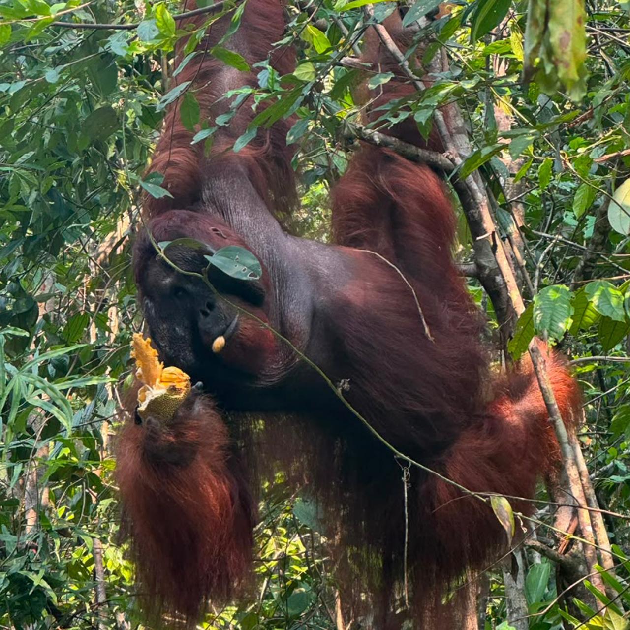 Kuching: Semenggoh Orangutan Viewing with Transfer 3