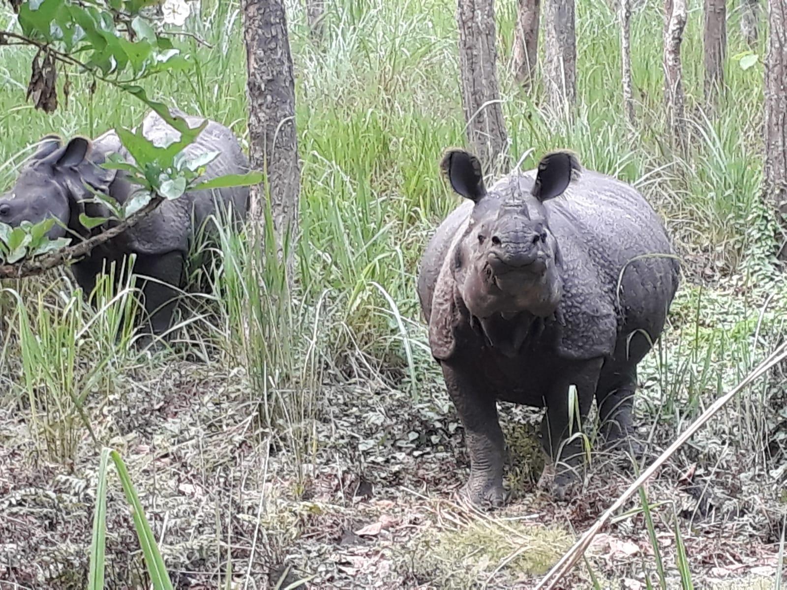 Nepal: Chitwan National Park 3-Day Jungle Tower Stay 3