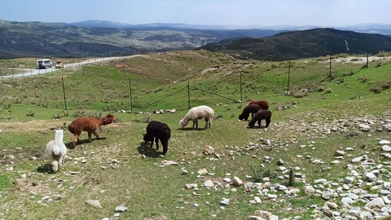 Baku: Shamakhi Safari Tour with Local Lunch 3