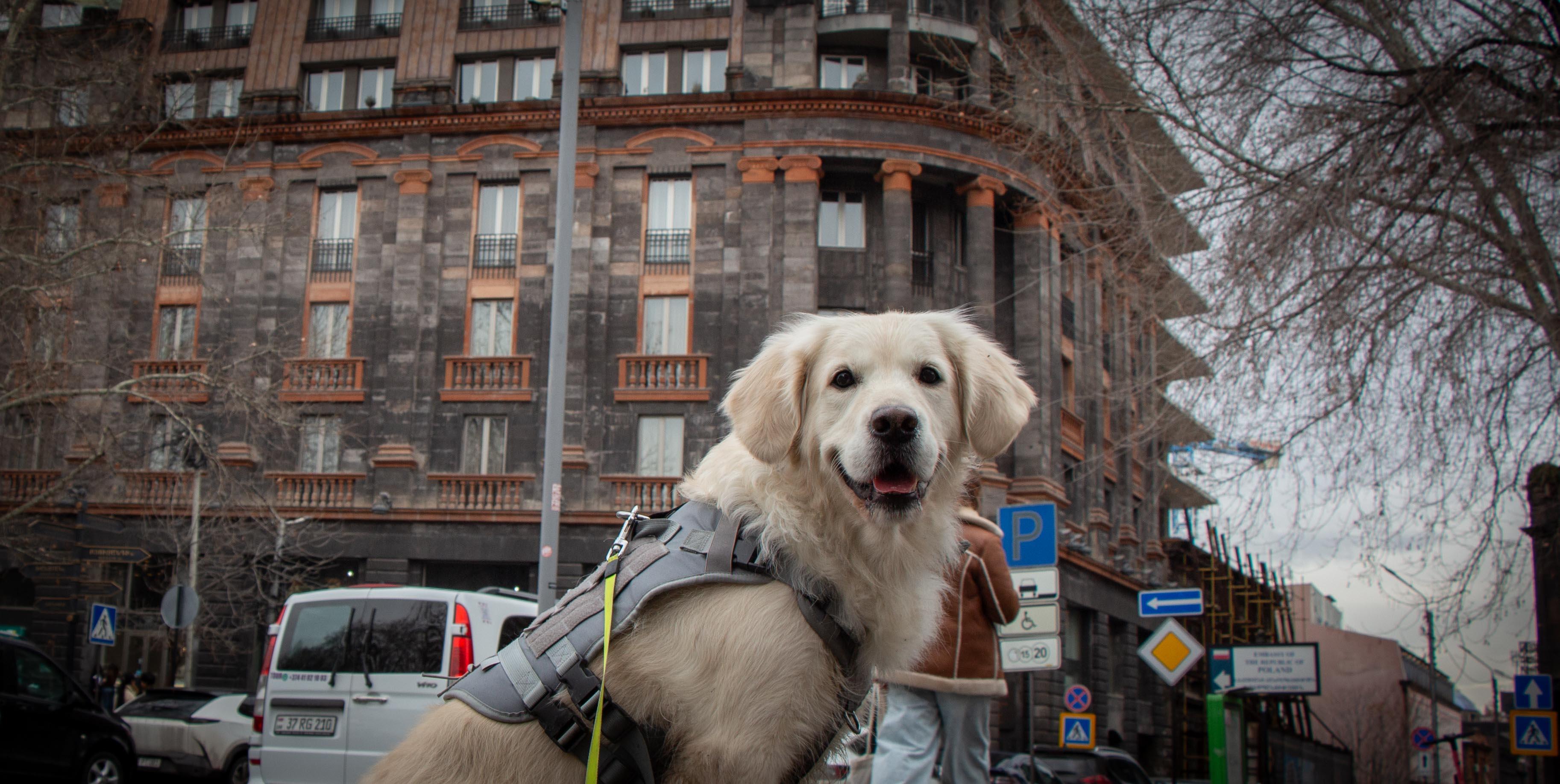 Morning walk in Yerevan: Guided Tour with my dog Charlie