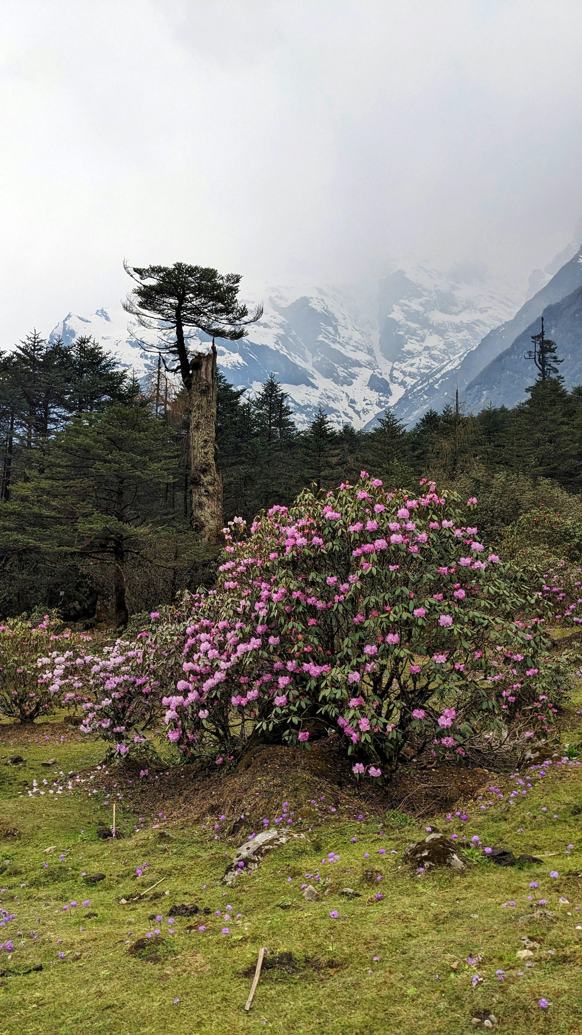 From Pokhara: 4-Day Ghorepani Poon Hill Trek with Guide 2