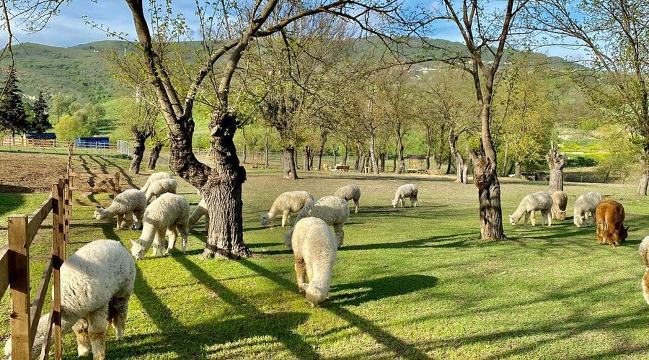 From Baku: Alpaca Tour, Back in Time for Formula 1 2