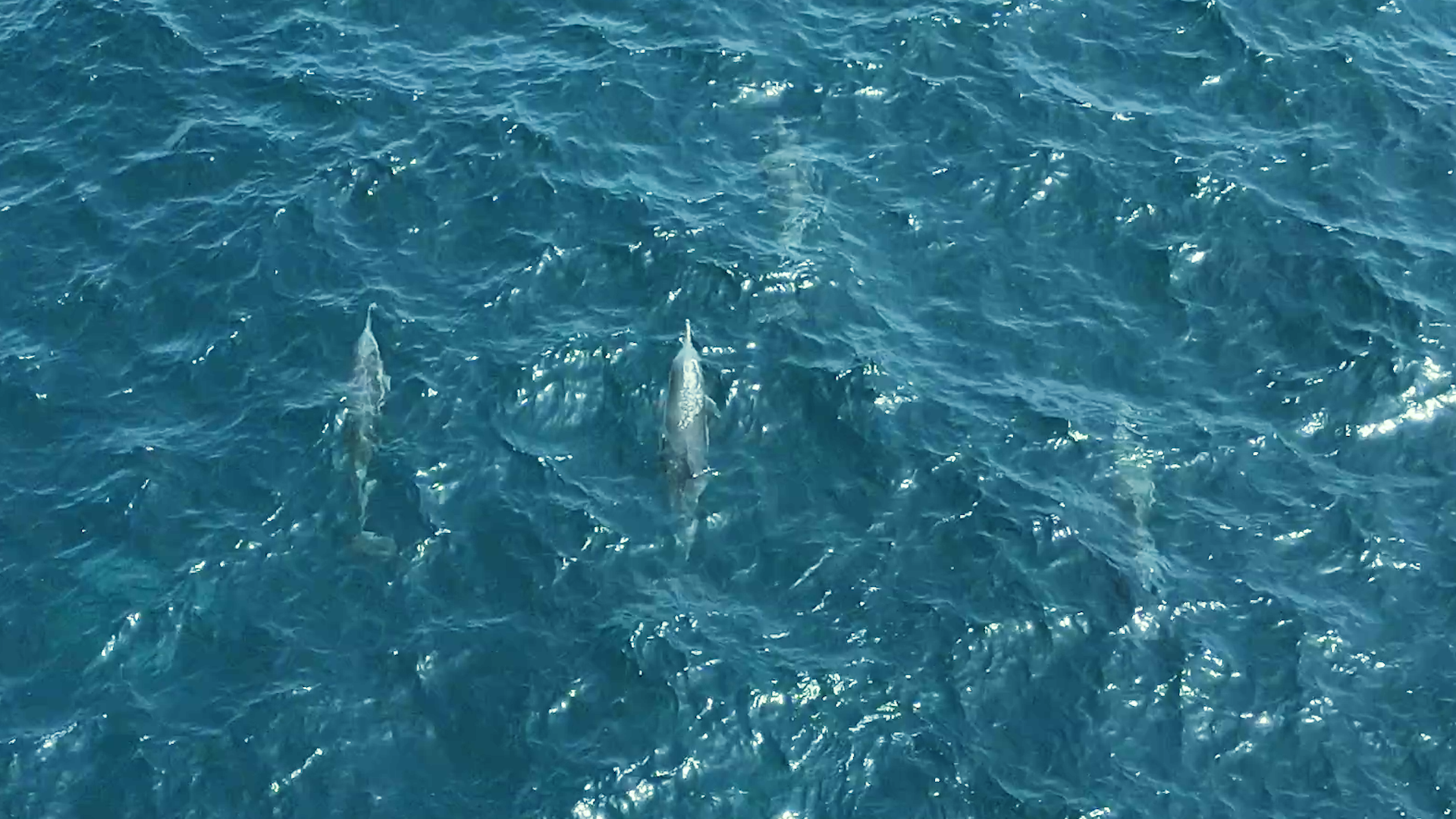 Muscat: Dolphin Watching Boat Tour 2