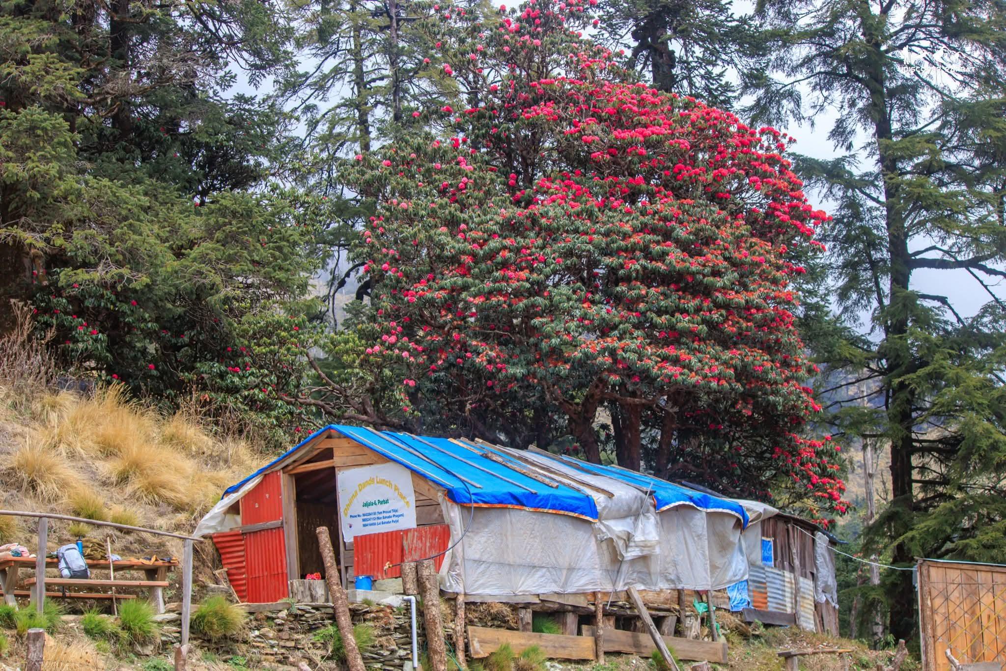 Pokhara: Mohare Hill Community Eco Sunrise Trek with Guide