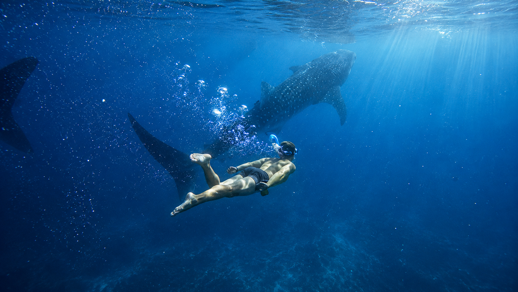 Cebu: Whale Sharks, Sumilon & Pescador Island Tour 2