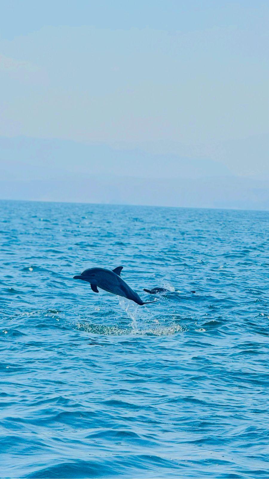 Muscat: Dolphin Watching Boat Tour 2