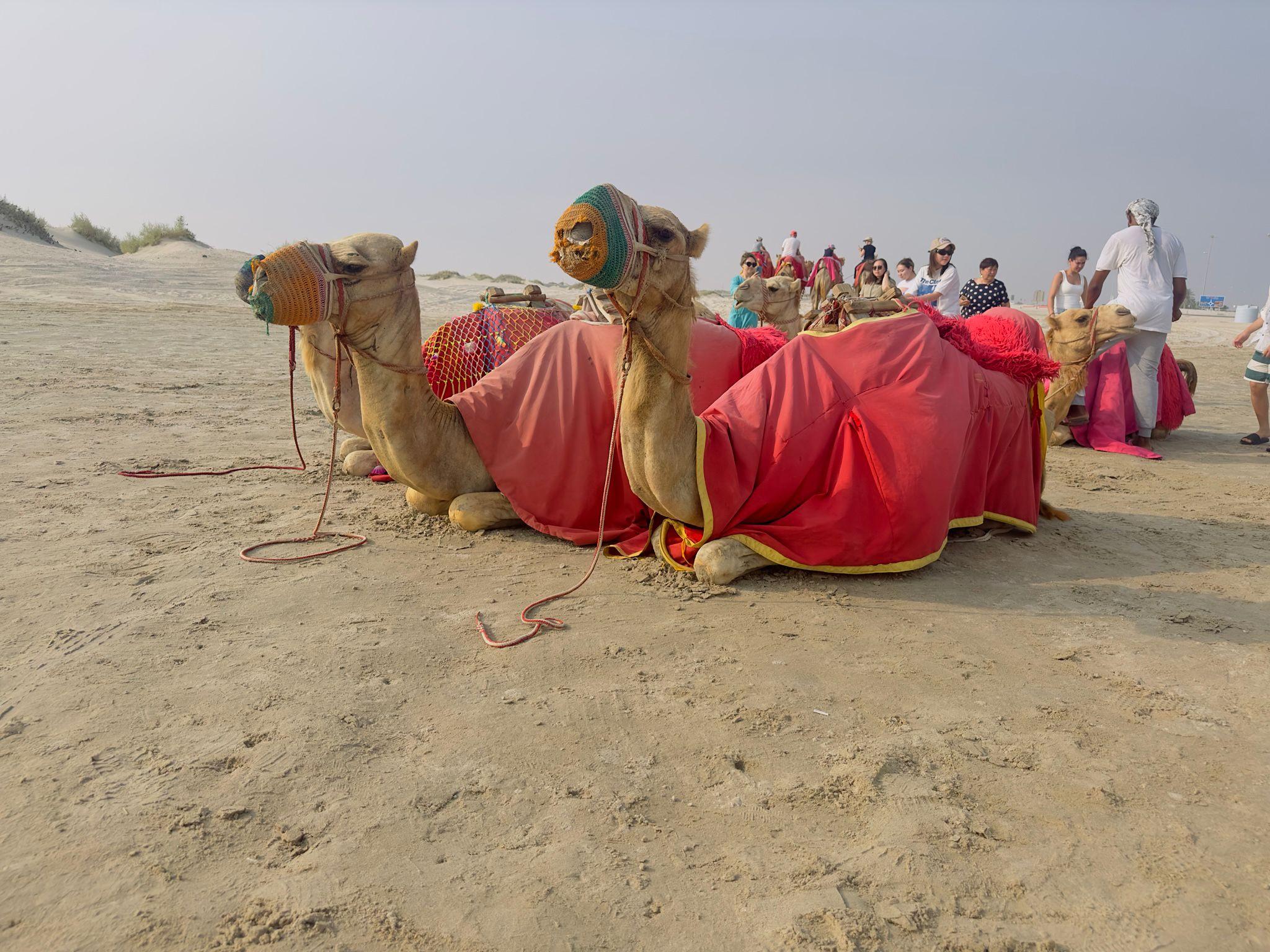 Private Desert safari with Free Camelride 2