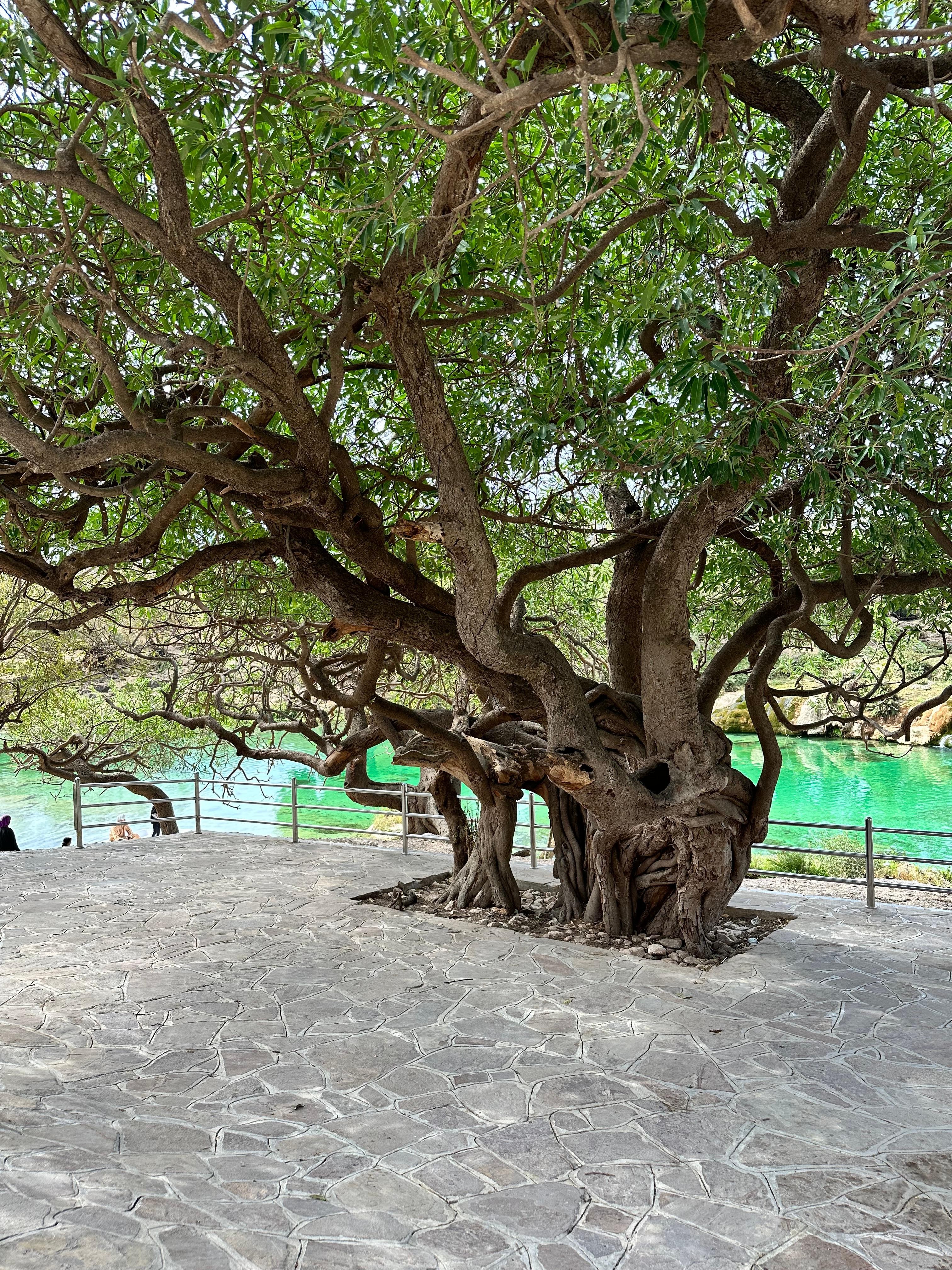 Explore Salalah Wadi Darbat & Mount Samhan – Half-Day Tour 3
