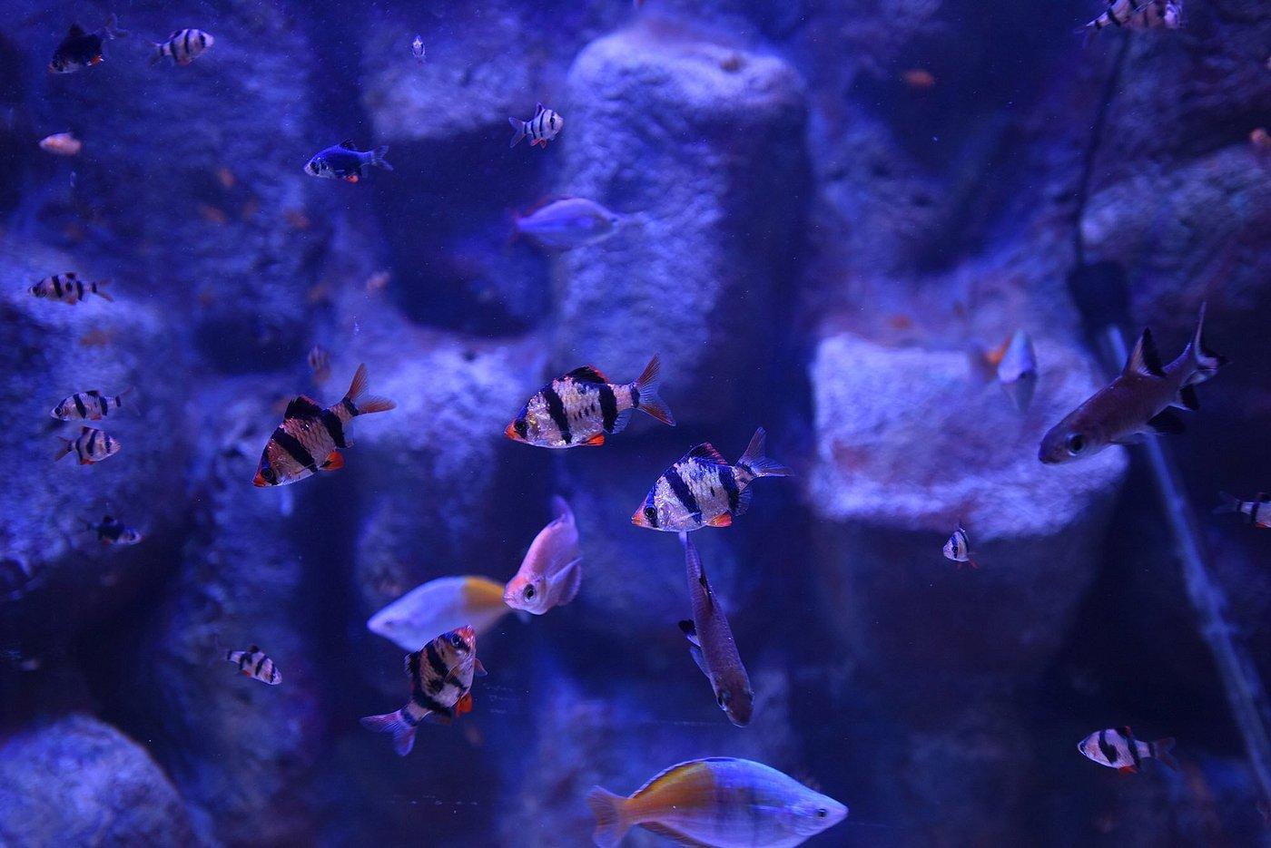 Istanbul: Aquarium Entry Ticket with Group Hotel Transfer 2
