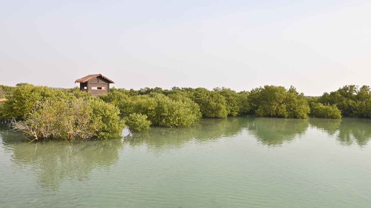 From Doha: Mangrove Kayaking & North Qatar Heritage Tour 2