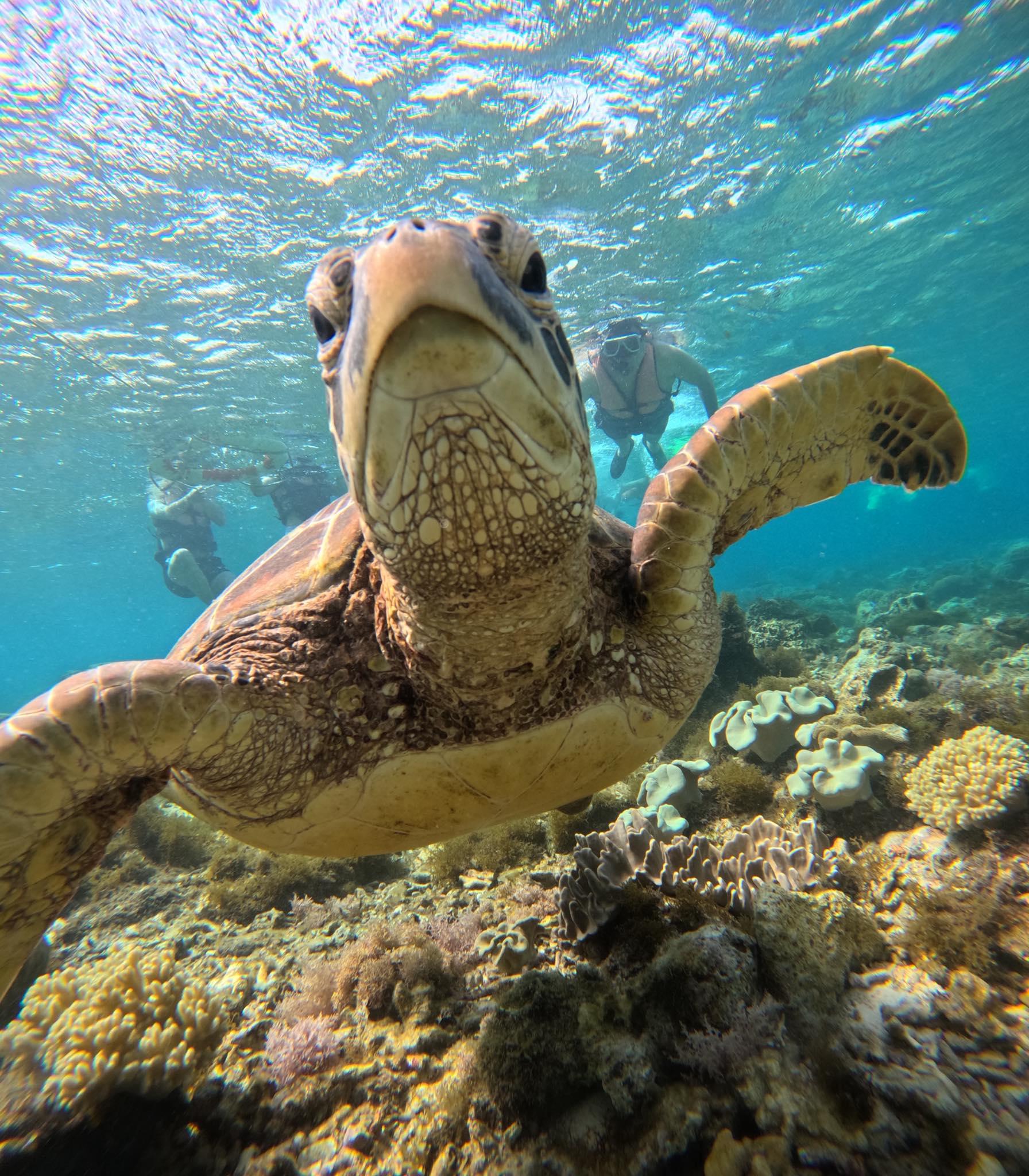 Dumaguete: Apo Island Snorkel turtle Tour w/private transfer 2