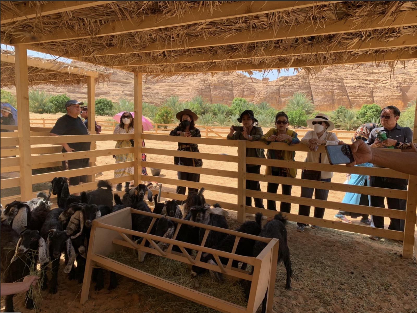 AlUla: Oasis Farm Tour and Traditional Feast with Locals 2