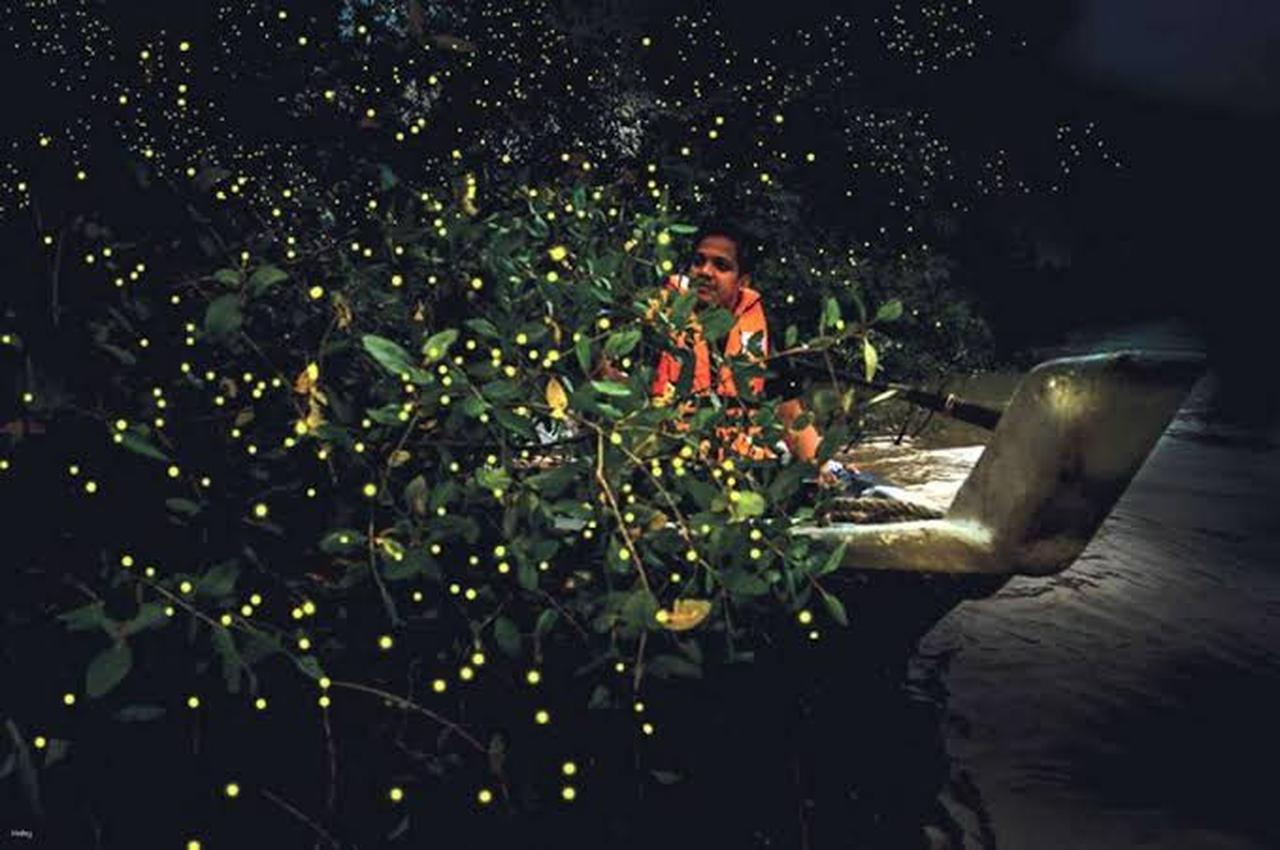 Bohol: Firefly Watching River Cruise (Nature-Dependent) 2