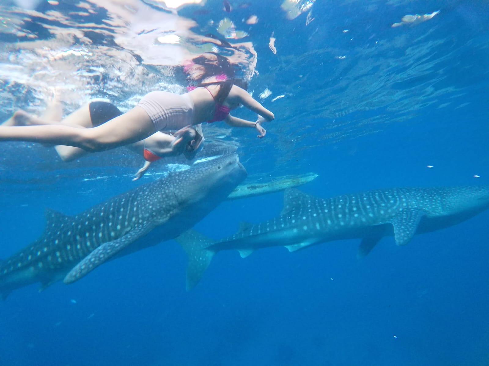 Cebu: Oslob Whale Shark Experience & Kawasan Canyoneering 2