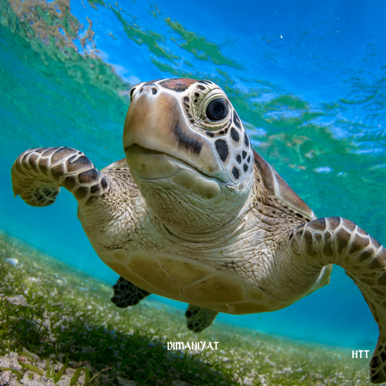 Muscat: Dimaniyat Island Snorkeling Trip with Hotel Transfer 2